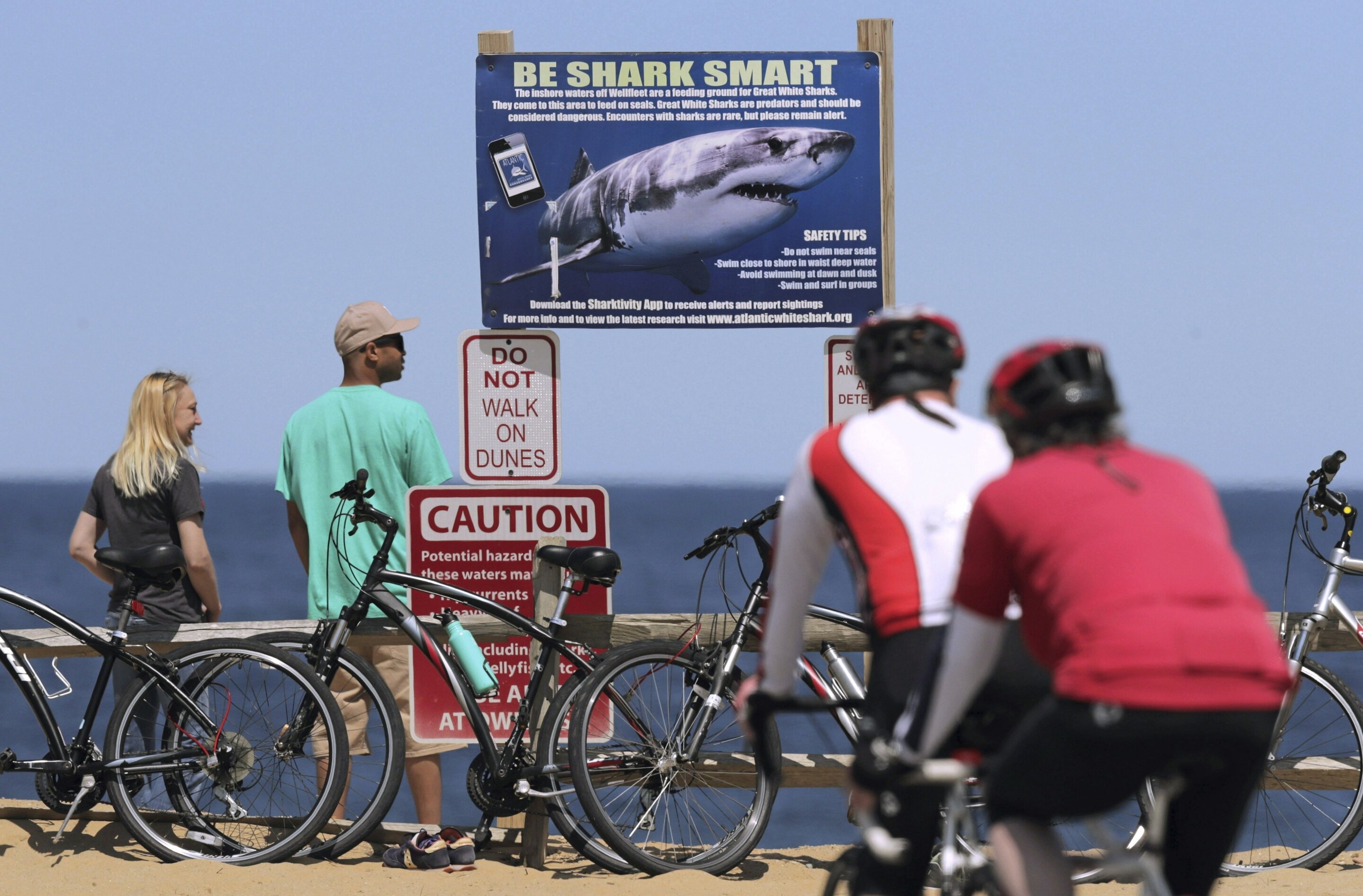 Upgraded Sensors Used by Scientists for Tracking White Sharks in Cape Cod