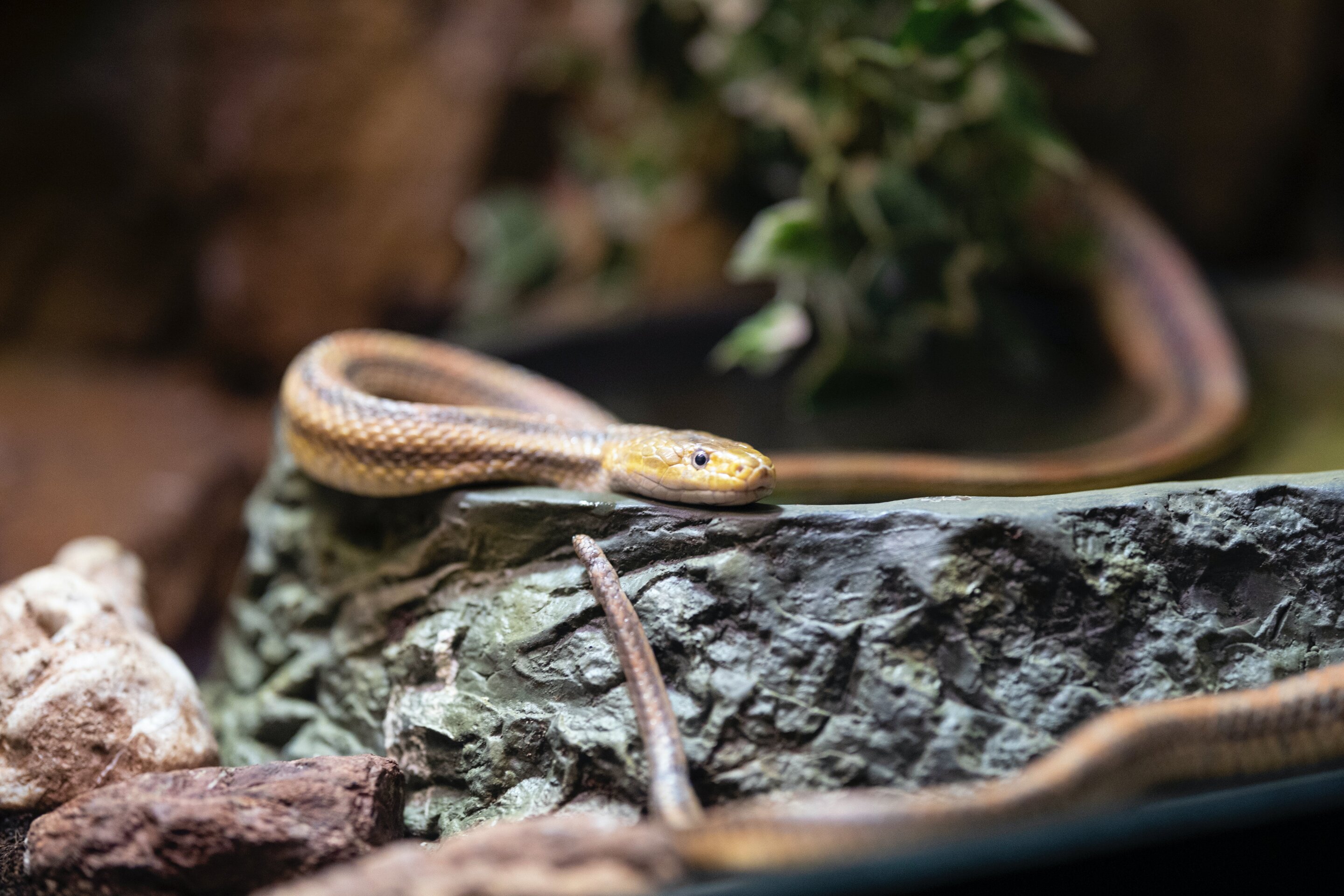 Snake charm: Four reasons to love snakes - Phys.org