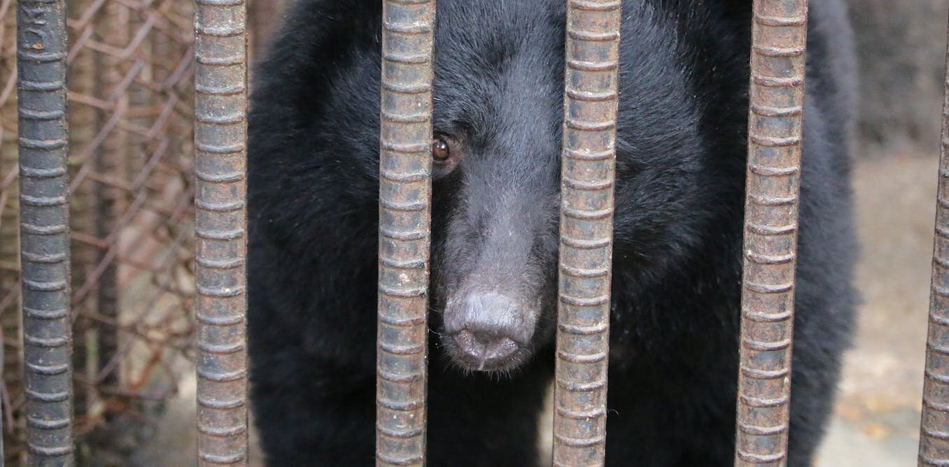 한국은 곰 사육을 금지하지만 수백 마리의 포로 동물은 어떻습니까?