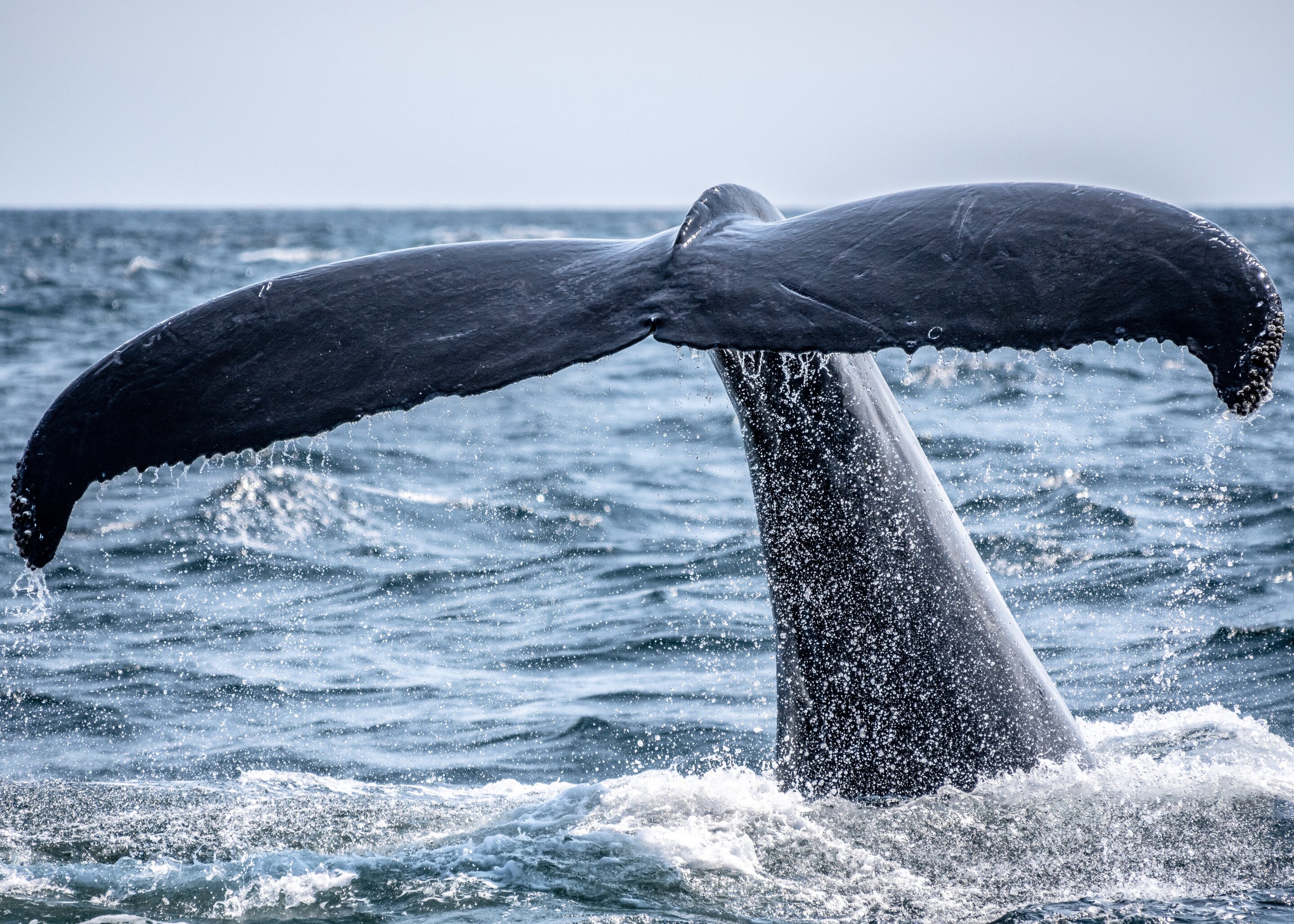 Most blue whales are 'righties,' except for this one move