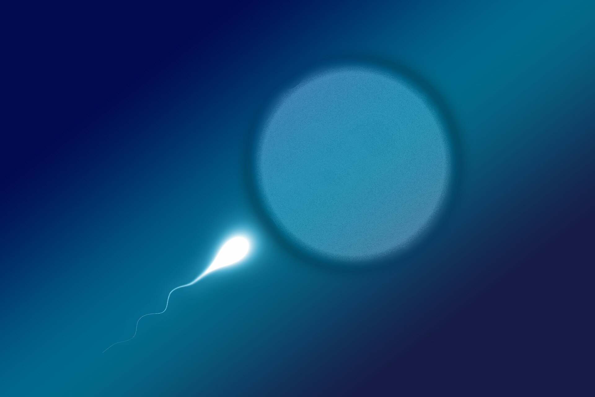 Modifications to amino acids in sperm could be behind infertility