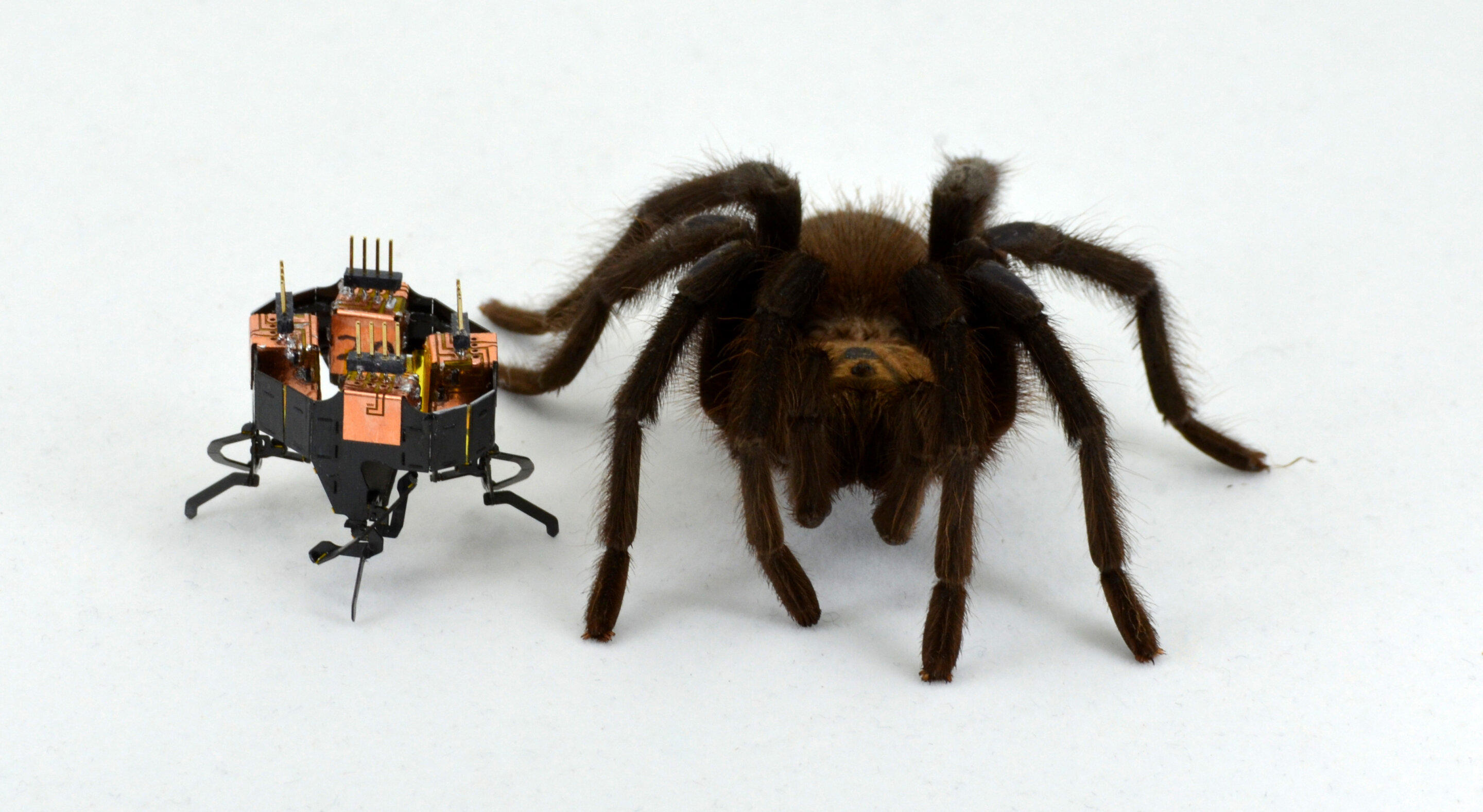 spider-inspired-shape-changing-robot-now-even-smaller