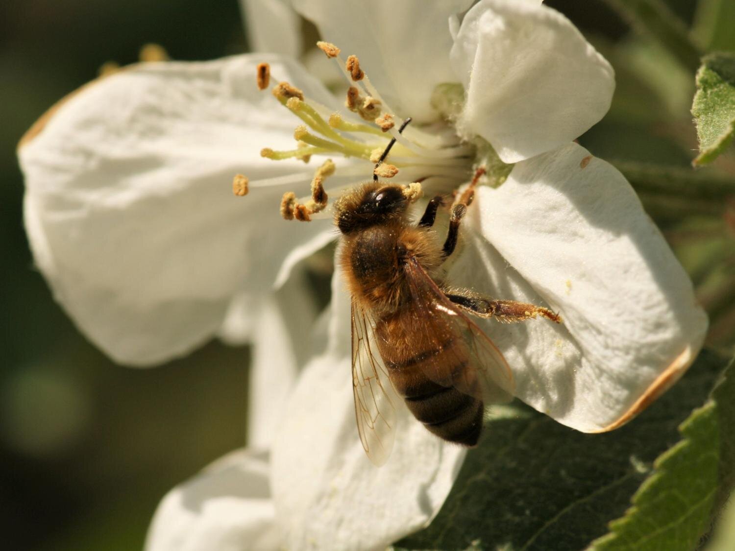 Bees May Aid In Pollinator Conservation
