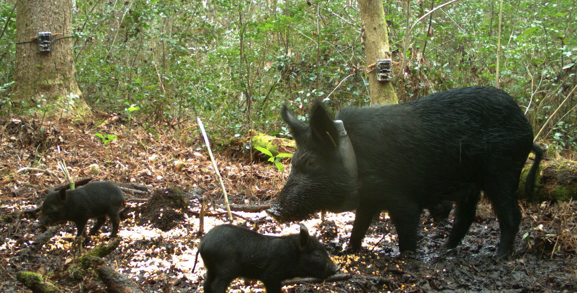 #Study offers insights into movement of wild pigs