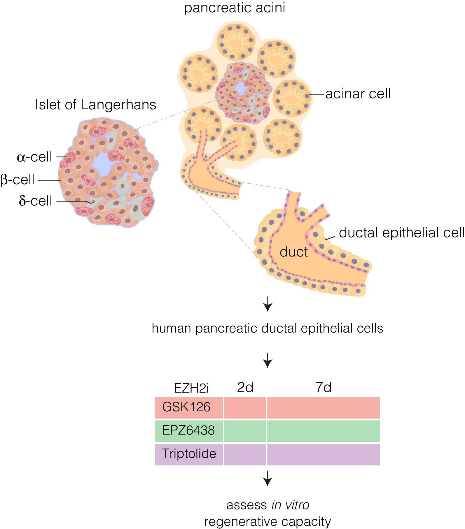 Pancreatic β cell regeneration induced by clinical and preclinical agents