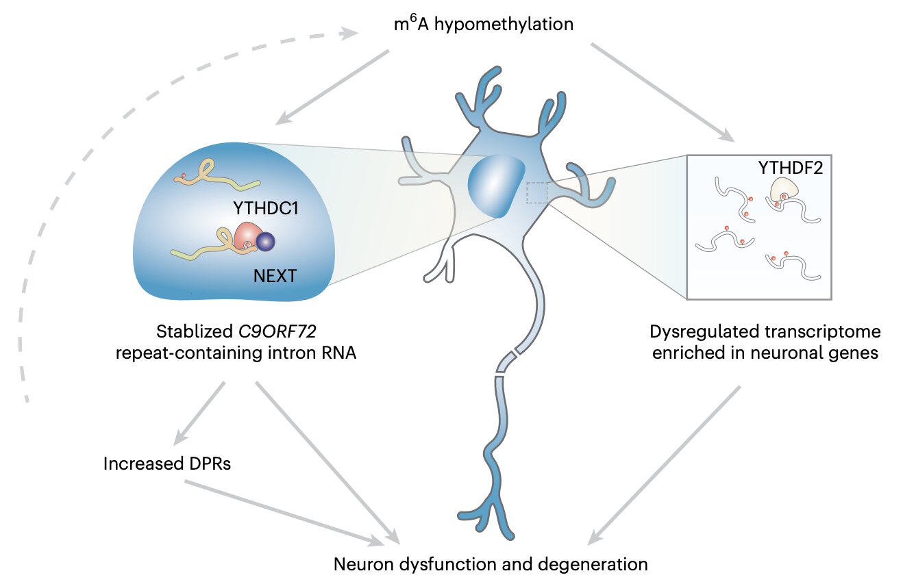 Исследование выявило новый процесс нарушения регуляции РНК, который способствует нейродегенерации.