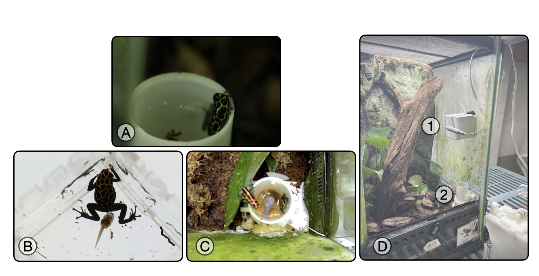 Изучение поведения ядовитых лягушек-дротиков при размножении с помощью роботов, похожих на головастиков.