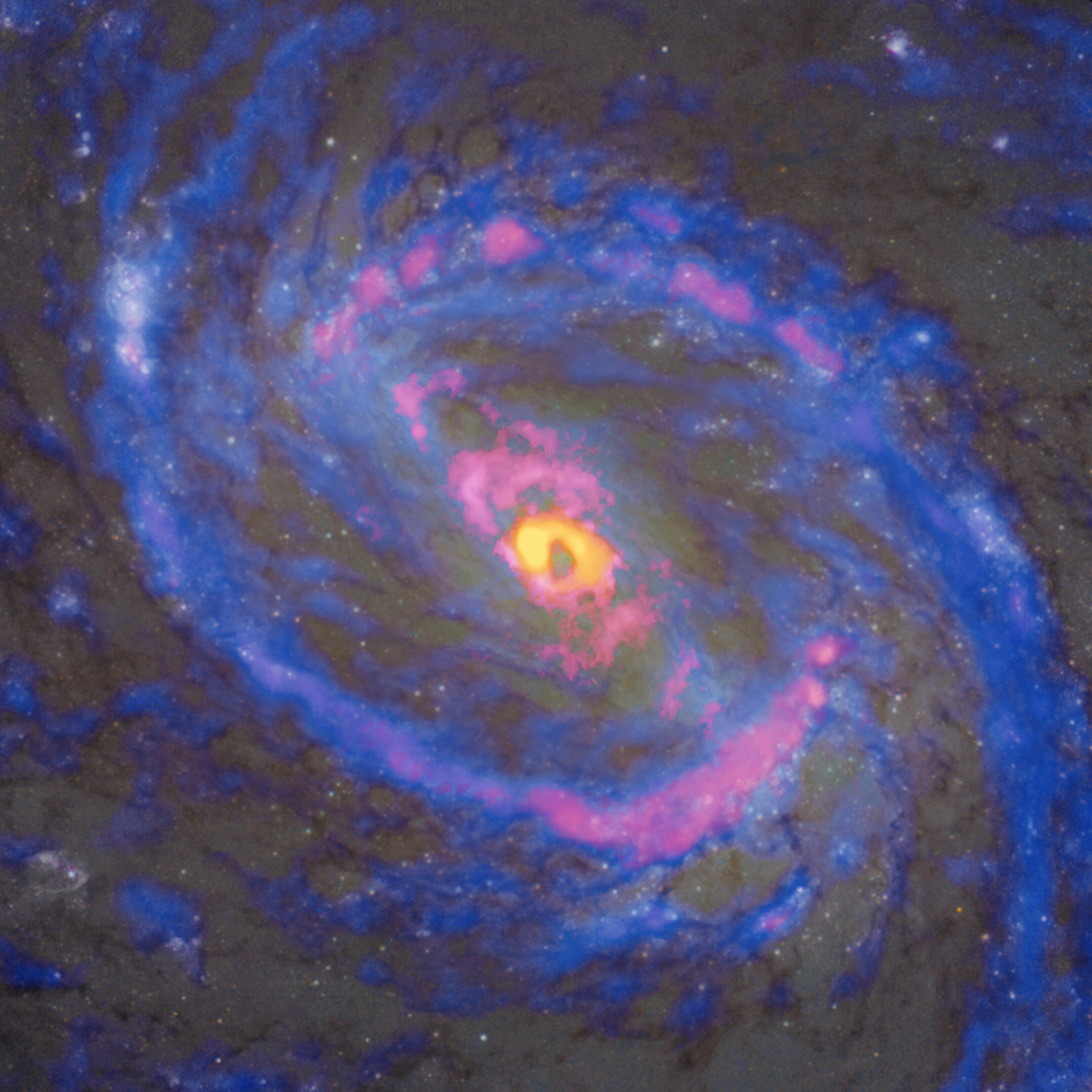La galaxia espiral Messier 77 (NGC 1068), observada por ALMA y el telescopio espacial Hubble. Los isótopos de cianuro de hidrógeno (H13CN), en amarillo, sólo se encuentran alrededor del agujero negro del centro. Los radicales de cianuro (CN), mostrados en rojo, aparecen no sólo en el centro y en una estructura de gas a gran escala en forma de anillo, sino también a lo largo de los chorros bipolares que se extienden desde el centro hacia el noreste (arriba a la izquierda) y el suroeste (abajo a la derecha). Los isótopos de monóxido de carbono (13CO), mostrados en azul, evitan la región central. Crédito: ALMA (ESO/NAOJ/NRAO), NASA/ESA Hubble Space Telescope, T. Nakajima et al.