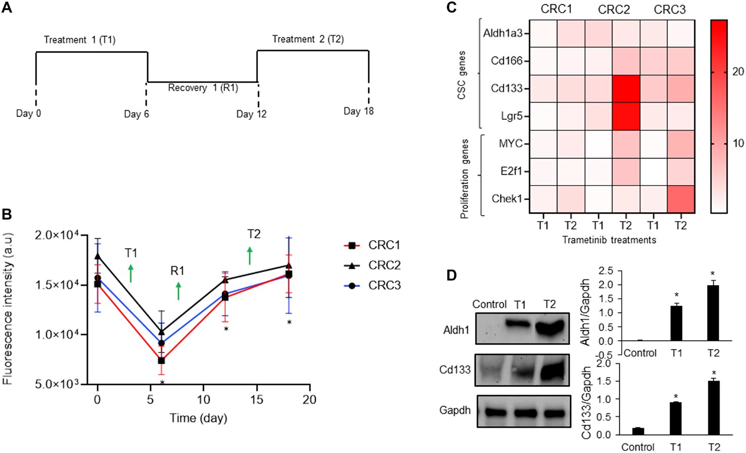 Suppression of cancer stemness and drug resistance via BRAF/EGFR/MEK inhibition in colorectal cancer cells - Medical Xpress