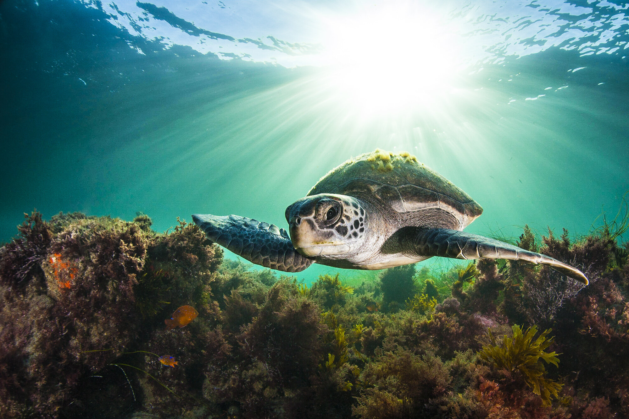 Surprises in sea turtle genes could help them adapt to a rapidly changing world