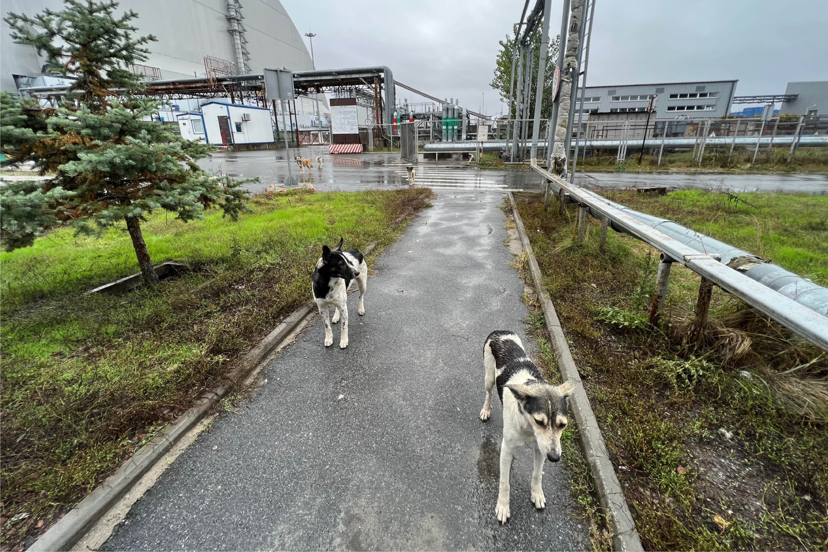 Can the dogs of Chernobyl teach us new tricks on survival?