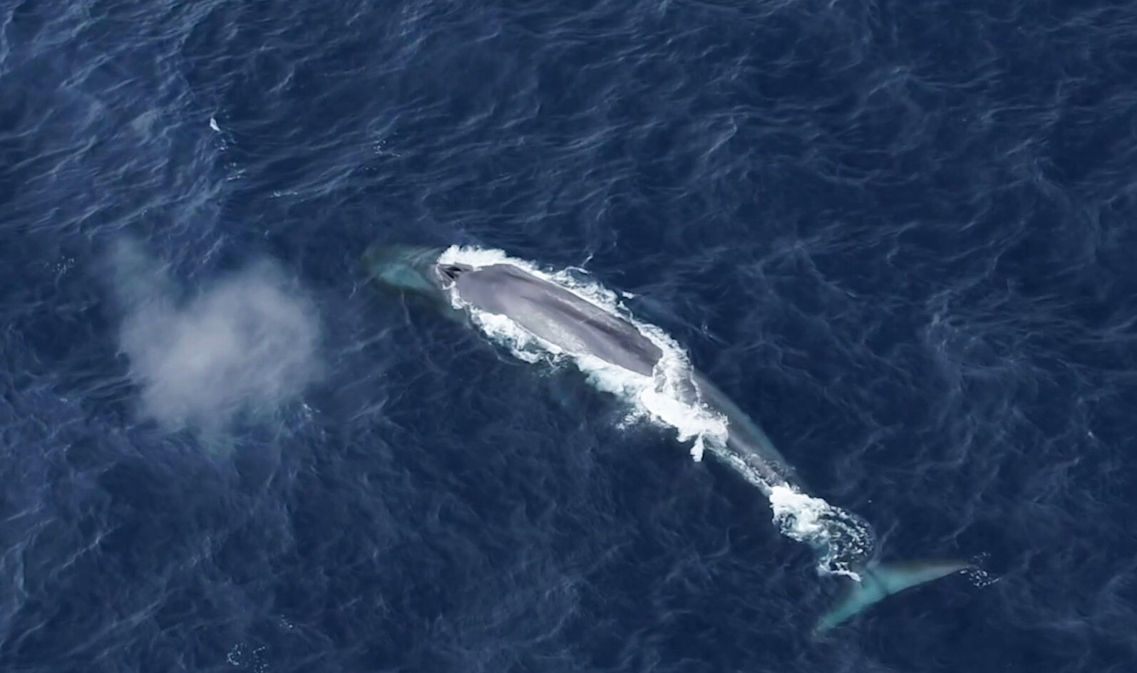 Через океан плывет великан. Кит 2023. Синий кит. Синий кит рядом с человеком.