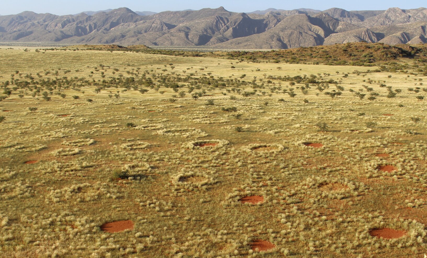 Termites as cause of fairy circles in Namib Desert confirmed