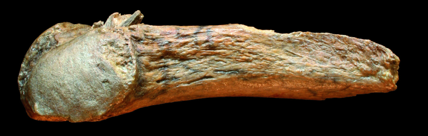 Researchers identify oldest bone spear point In the Americas