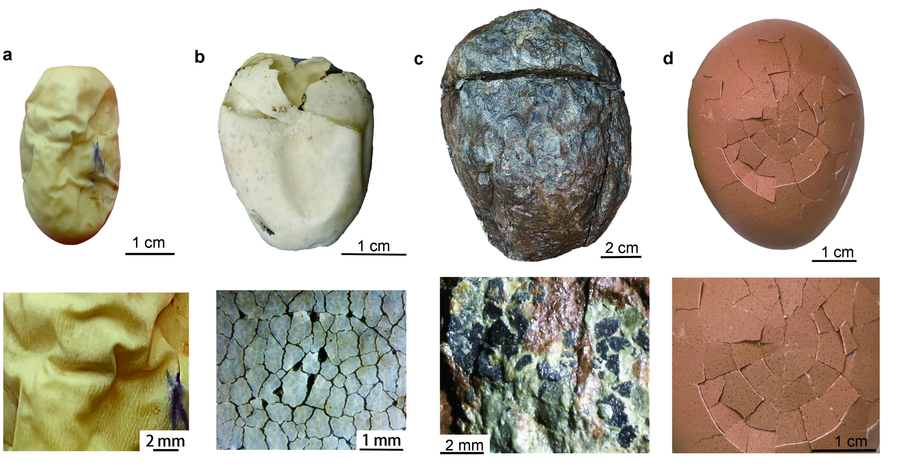 The first dinosaur egg was leathery