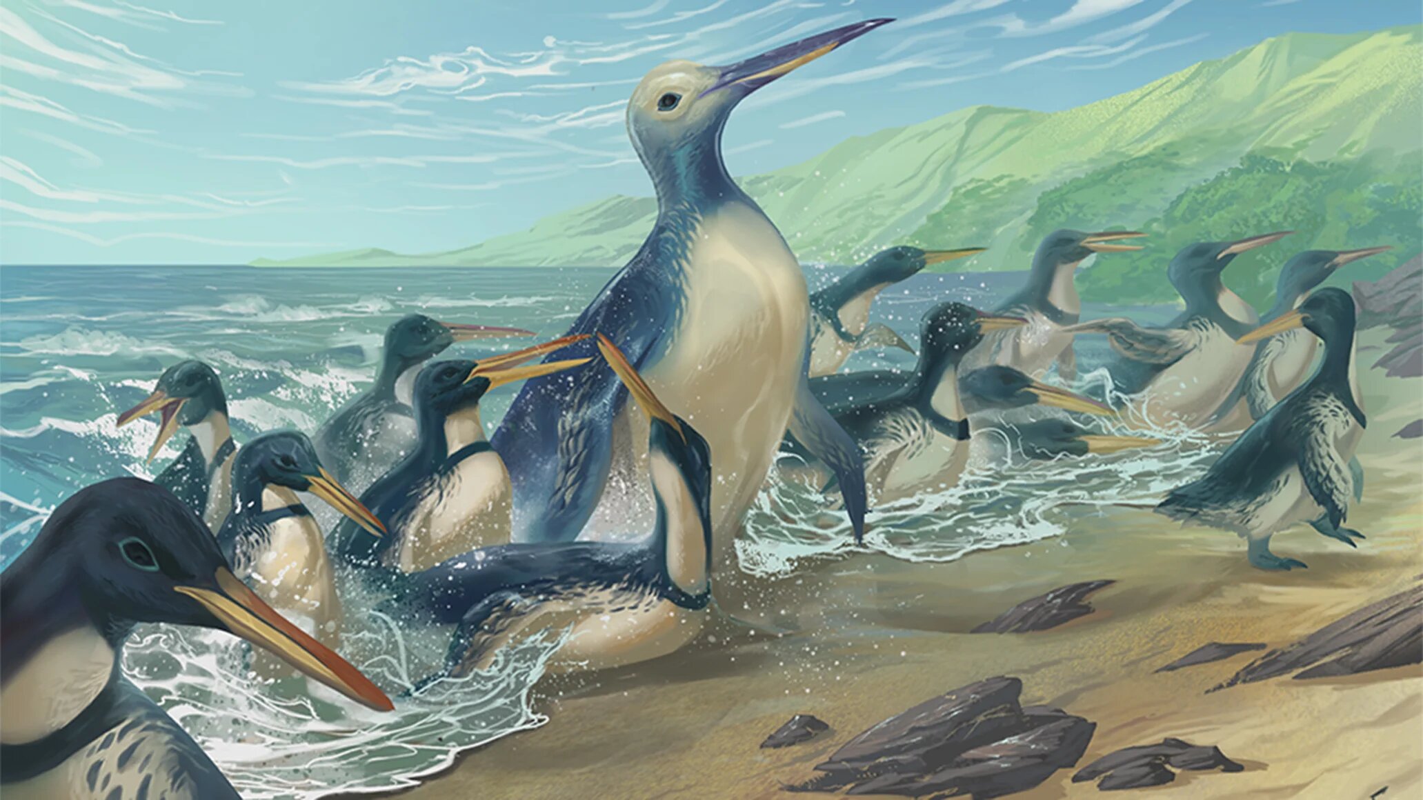Fossil bones from the largest penguin that ever lived unearthed in New  Zealand
