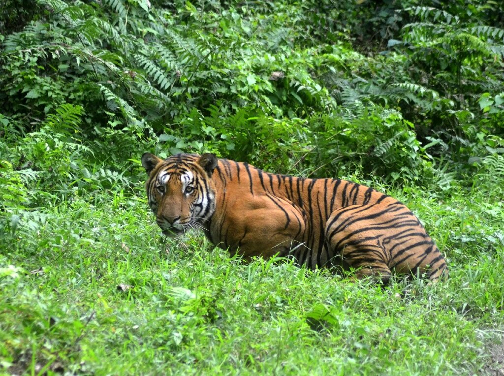 photo of Protecting India's tigers also good for climate: Study image