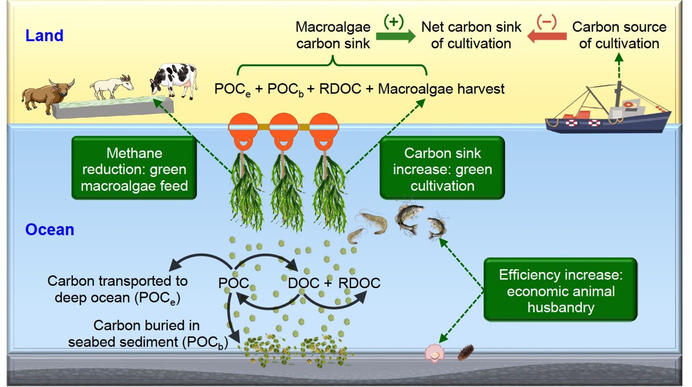 Average annual net carbon sink of Gracilaria cultivation in China from ...