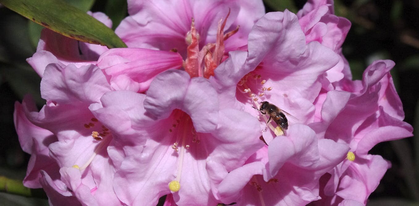 photo of The secret world of rhododendrons: A plant more ancient than the Himalayas image