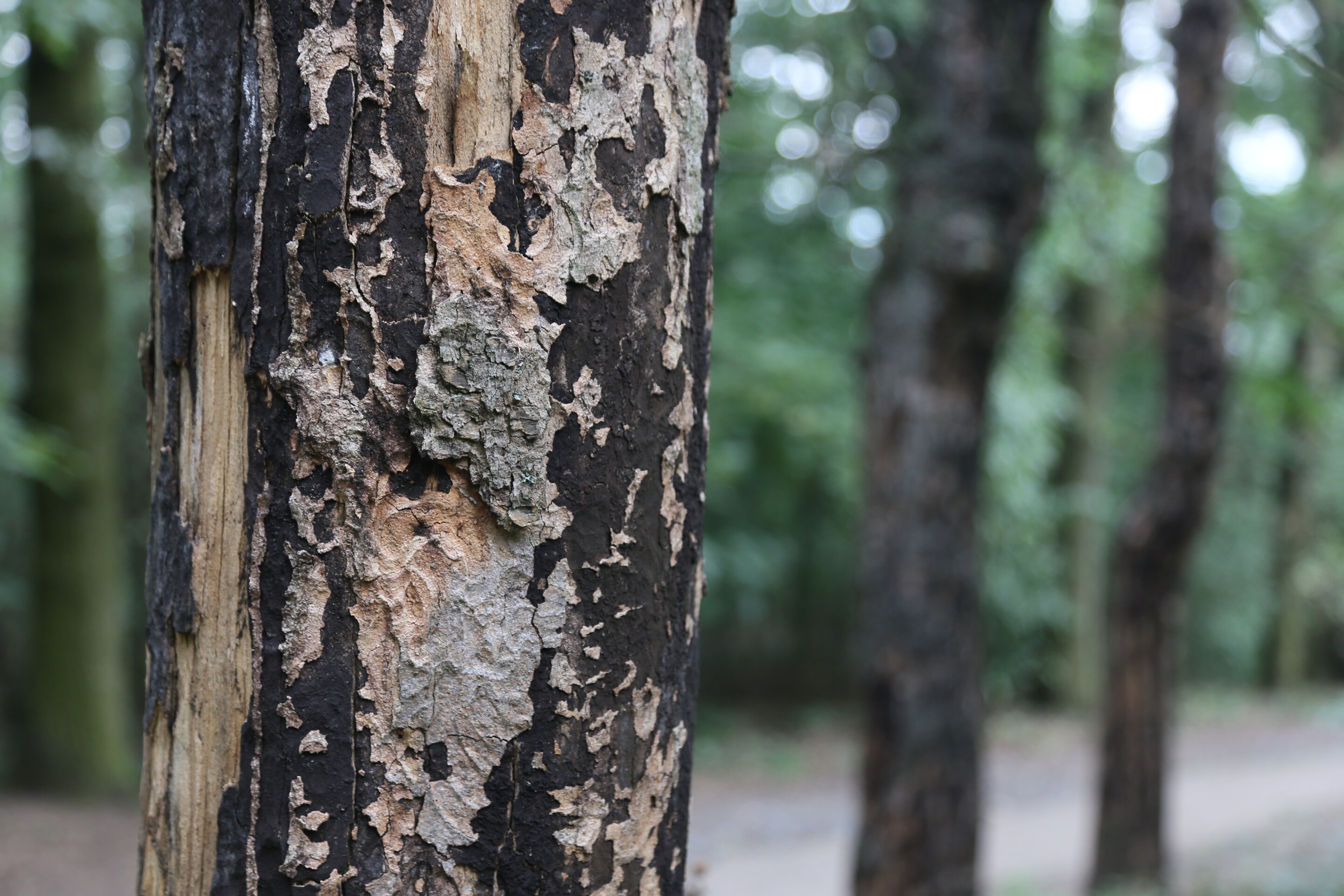 Monitoring pollen sampling stations can help track ‘Sooty Bark Disease,’ which poses a threat to both maple trees and humans.