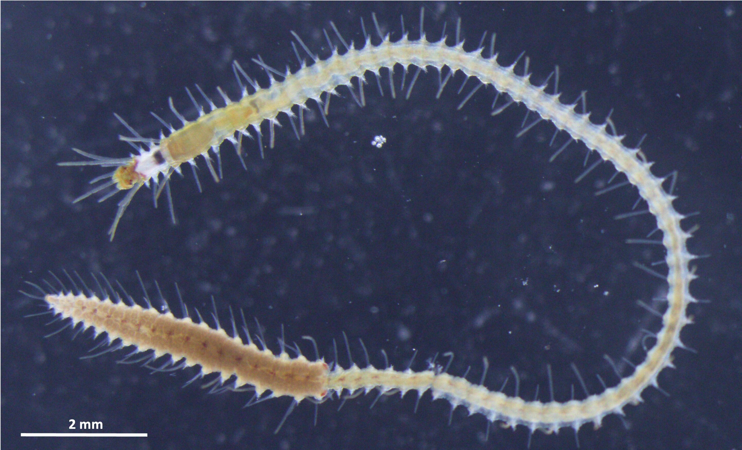 This sea worm’s posterior swims away, and now scientists know how