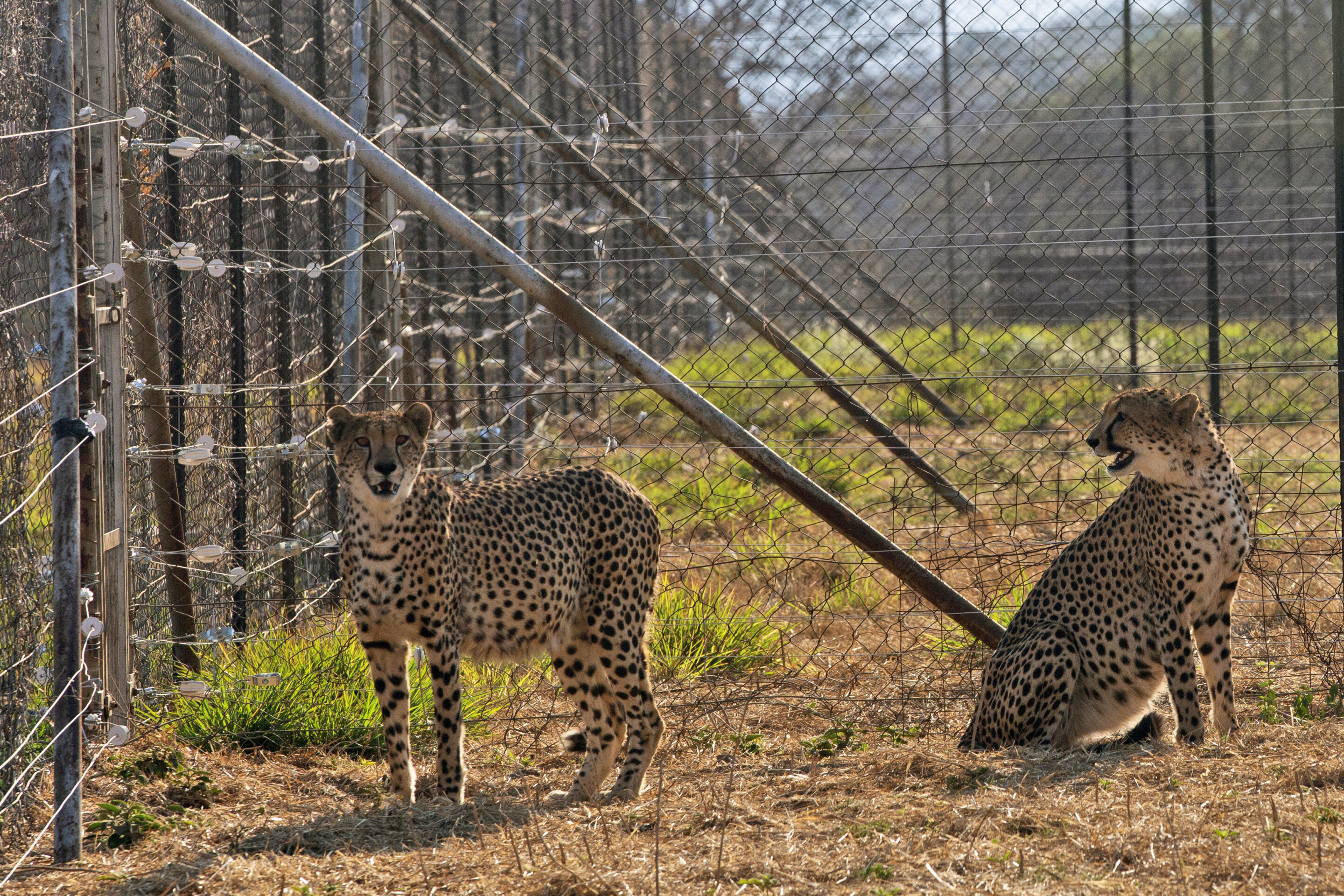 photo of Three cheetah cubs die in India amid sweltering heat wave image