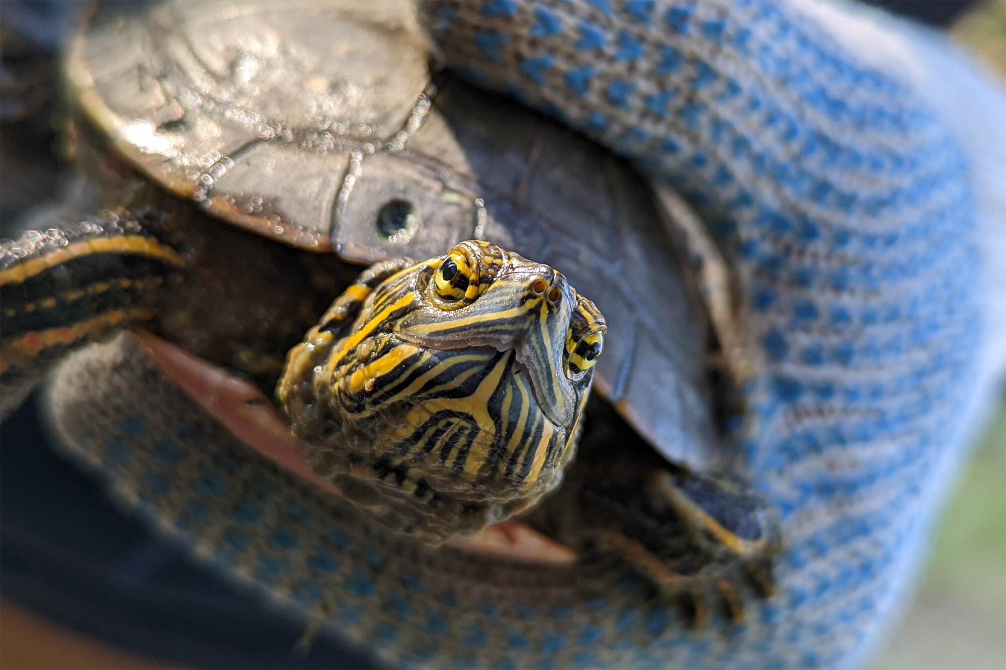 Effects of drought on painted turtles revealed by undergraduate-led project