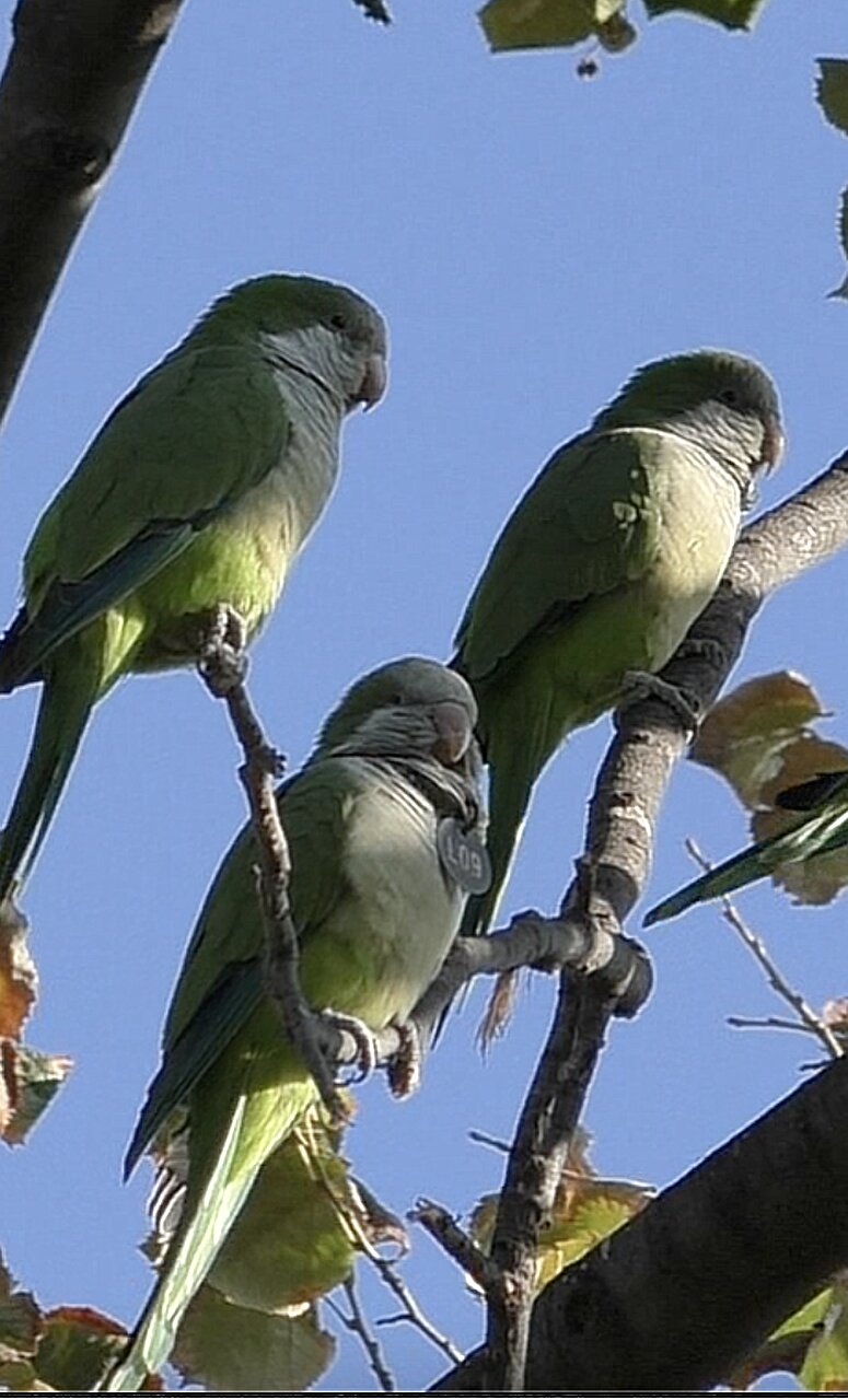Des empreintes vocales uniques chez les perroquets pourraient aider les oiseaux à être reconnus dans un troupeau, peu importe ce qu’ils disent