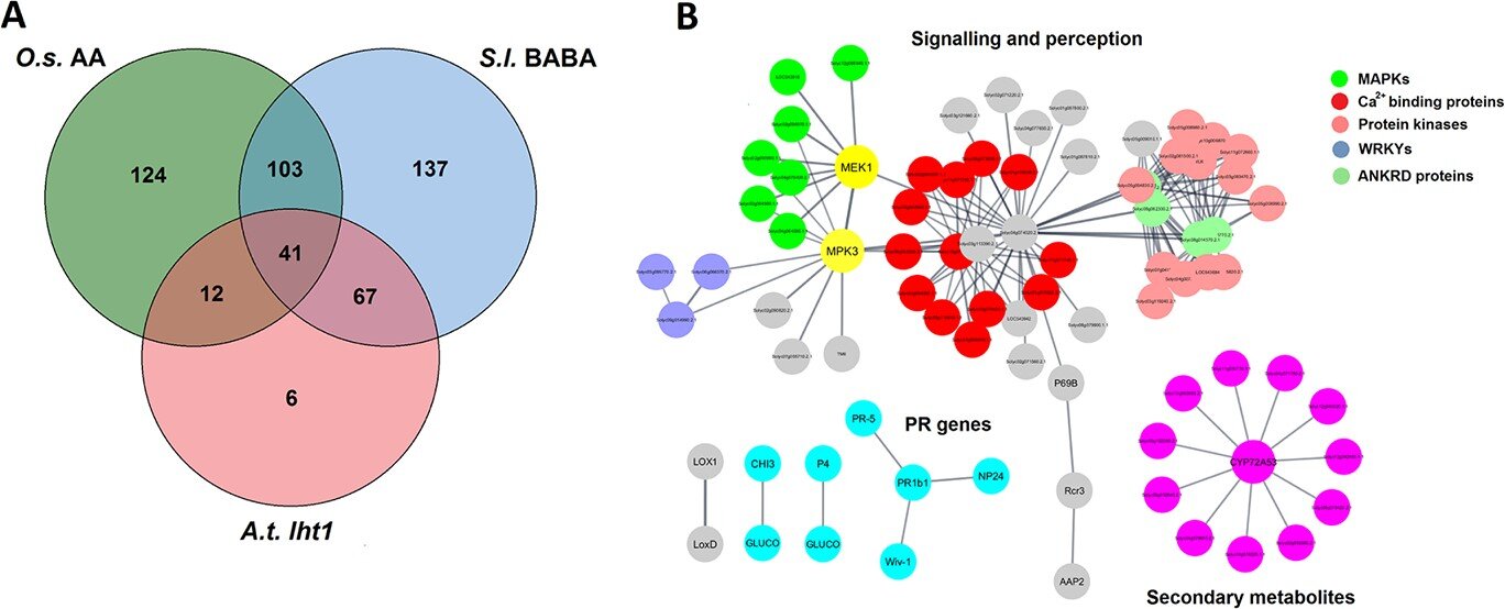 Unlocking BABA-induced resistance in tomato: A comprehensive multi-omics analysis
