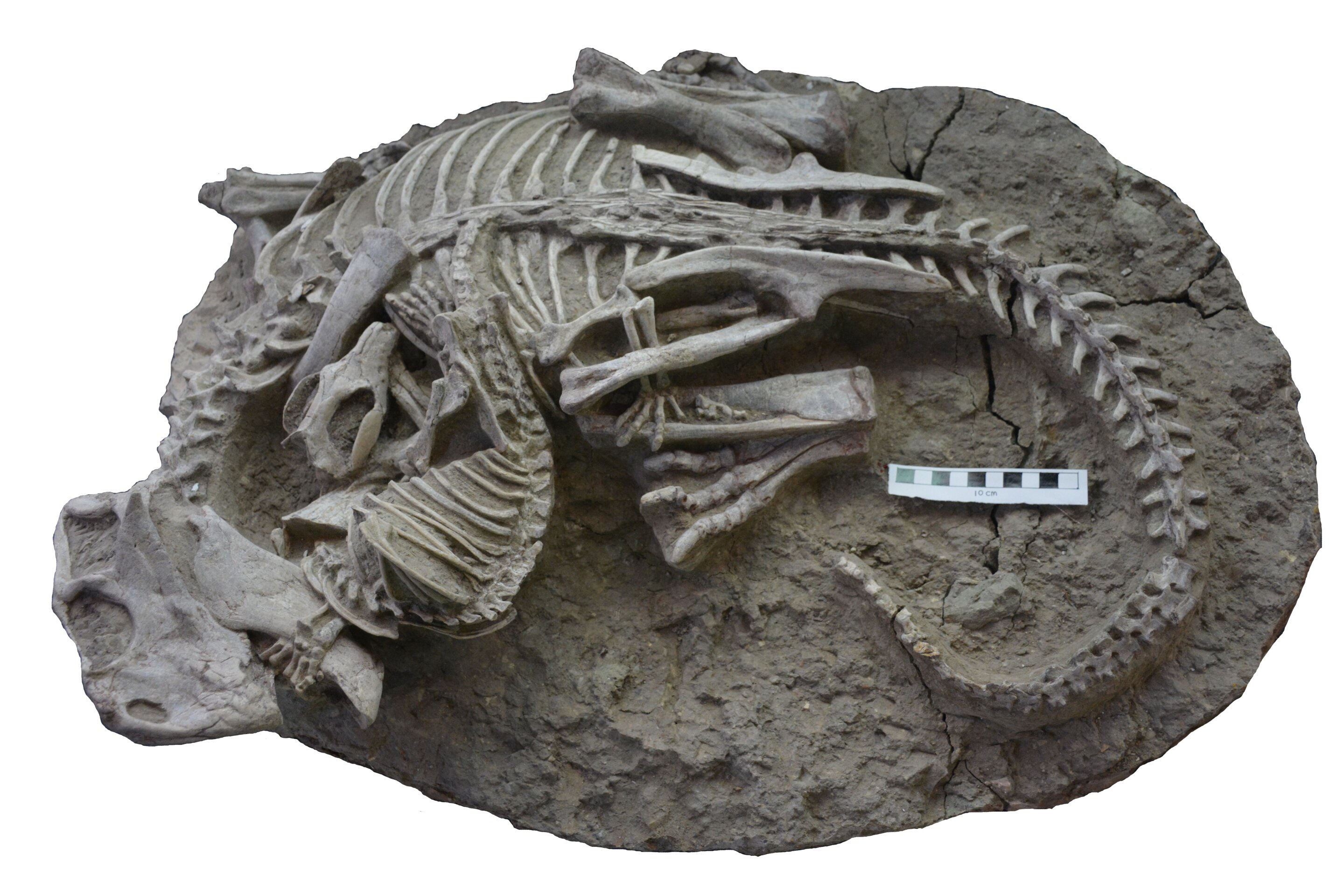 Unusual fossil shows rare evidence of a mammal attacking a dinosaur