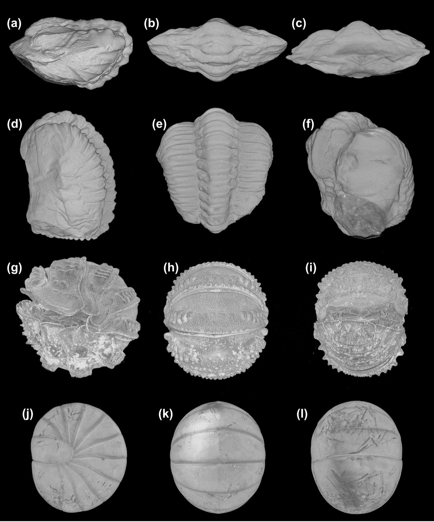 La préservation tridimensionnelle des tissus mous des trilobites met en lumière l’évolution convergente de l’enregistrement défensif