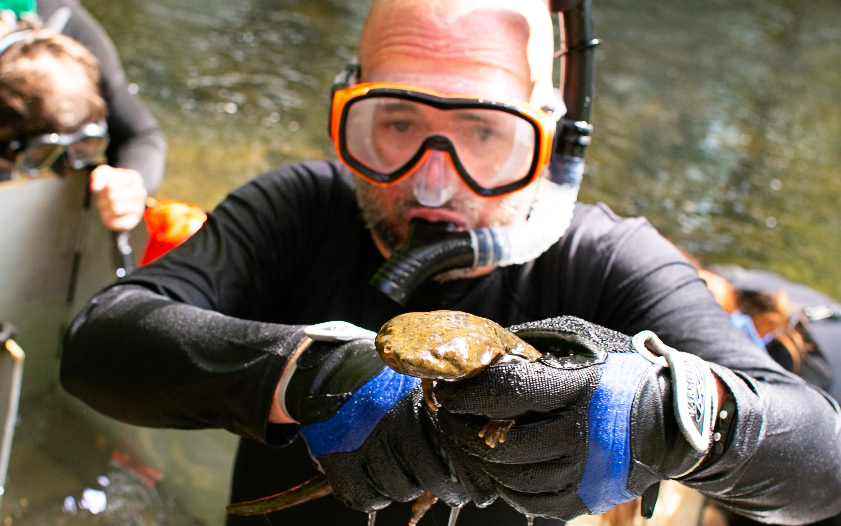 Reason for decline in hellbender population revealed in new study
