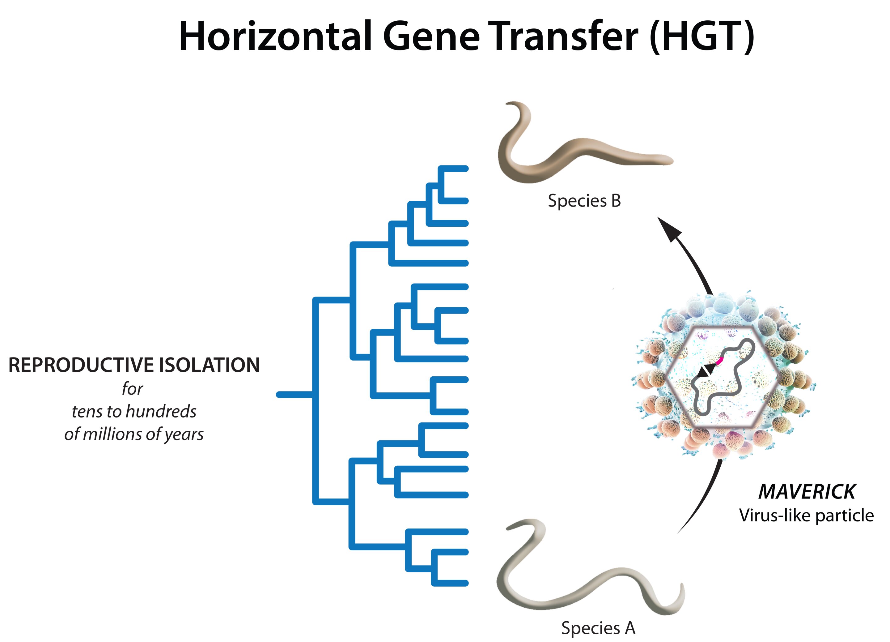 Like virus. Horizontal Gene transfer. Транспозоны млекопитающих. Транспозоны в эпигенетике. Конъюгативные транспозоны.