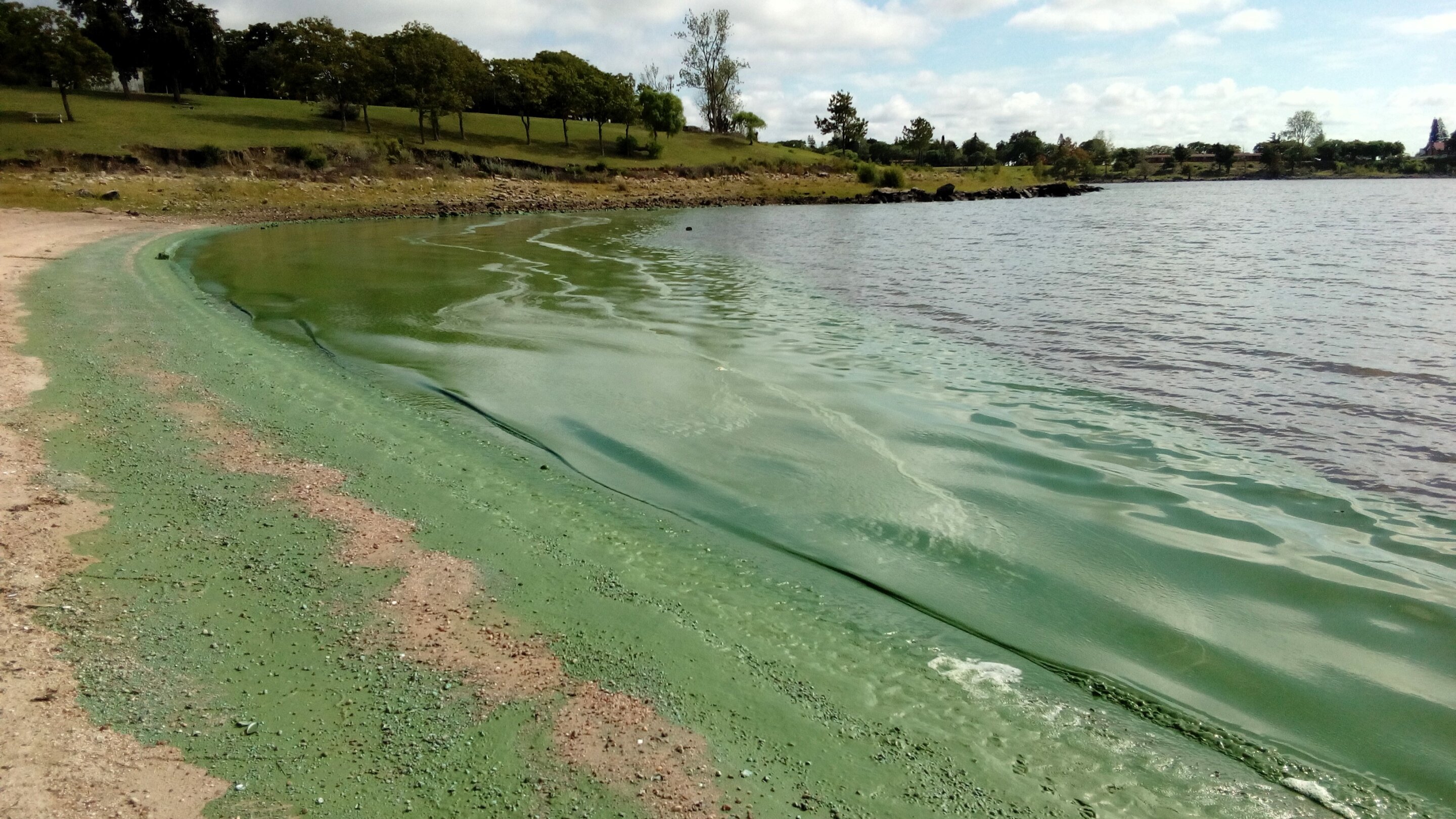 Blue-green algae blooms discovered to be unaffected by water temperature
