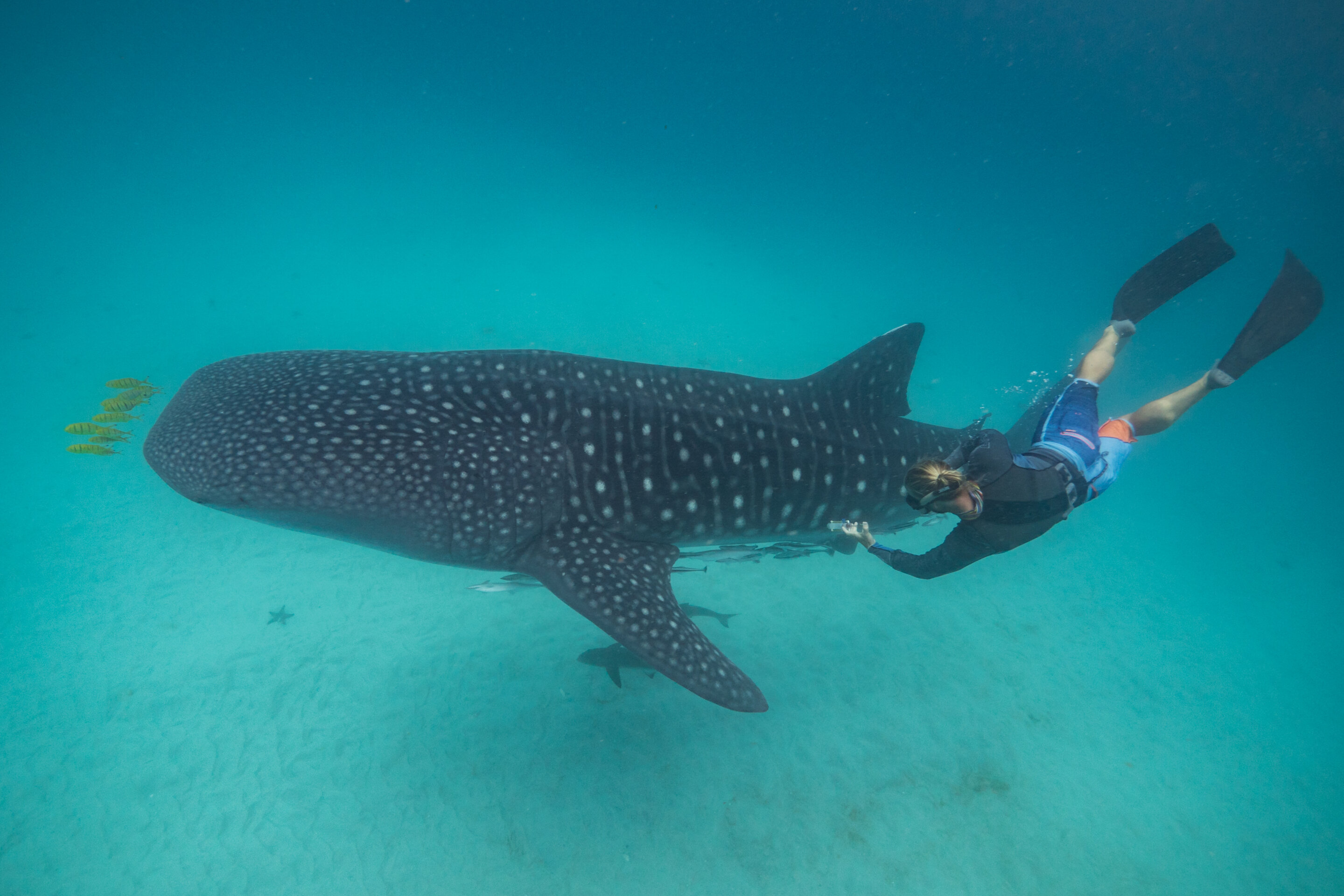 Whale shark health relies on habitat, diet—and the right mix of
