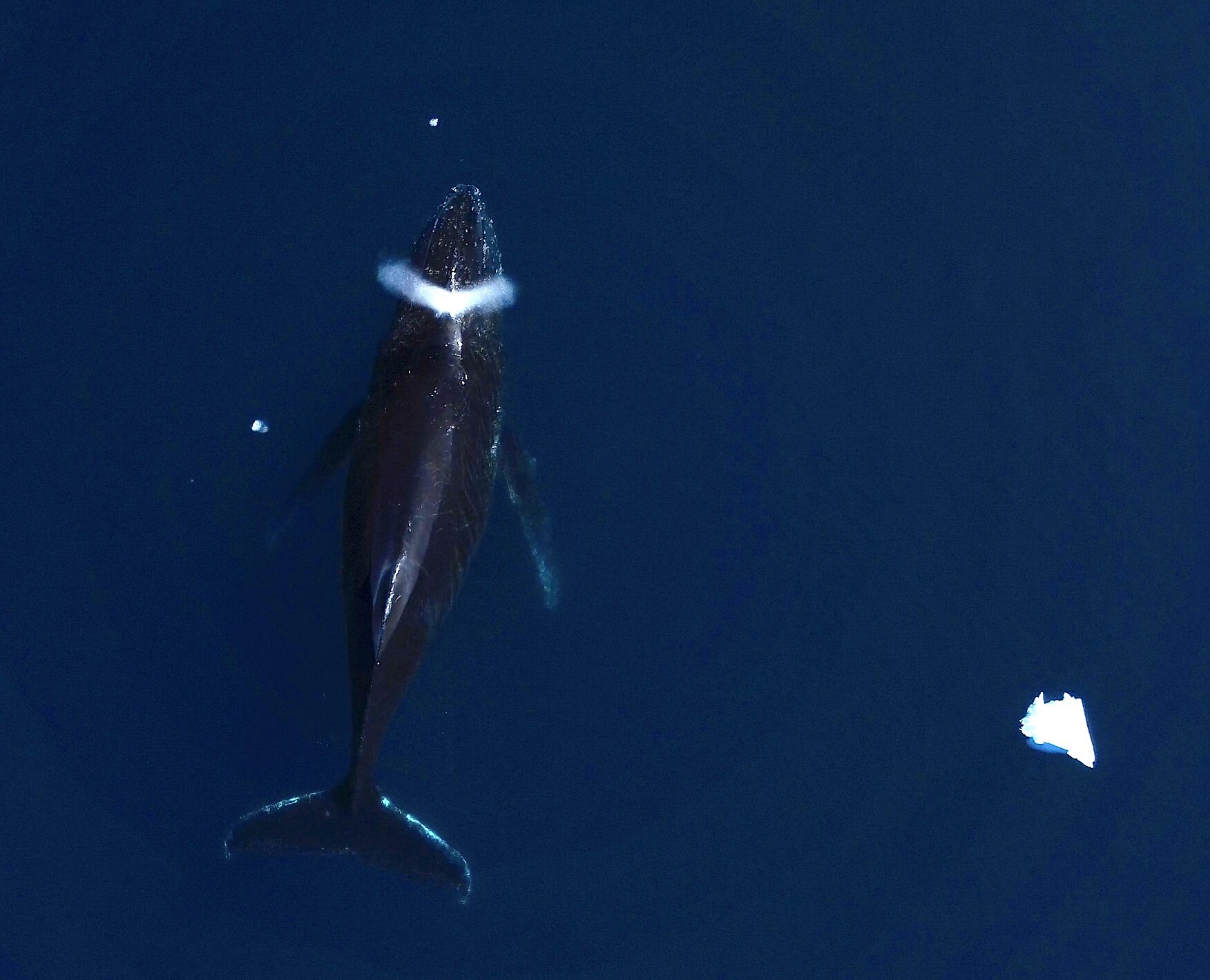 Ne comptez pas sur les baleines pour sauver le climat, selon une étude