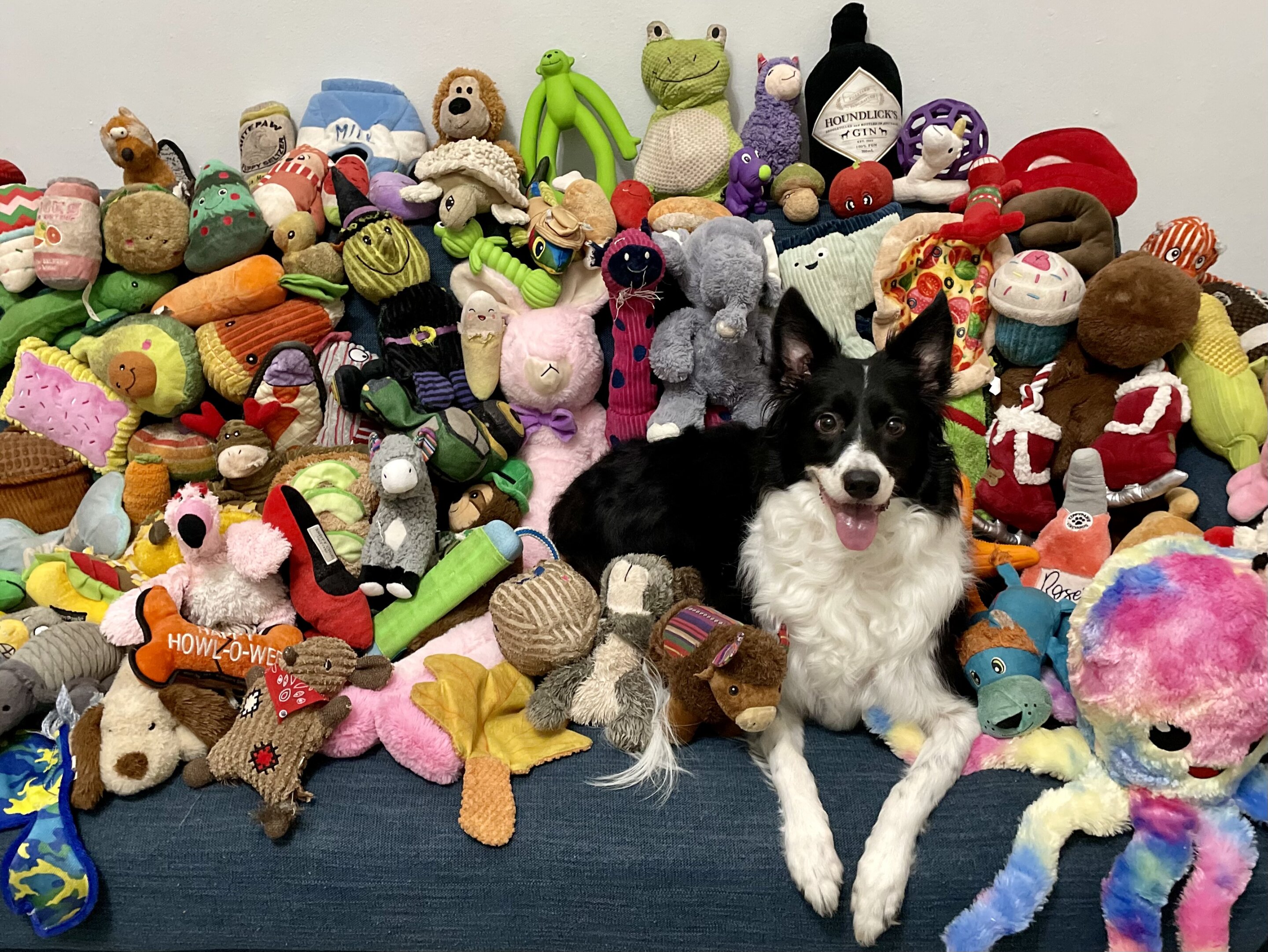 DEMO-SITE - Border Collie - Out of This World Toys - Specialty Toys Network  Demo Site