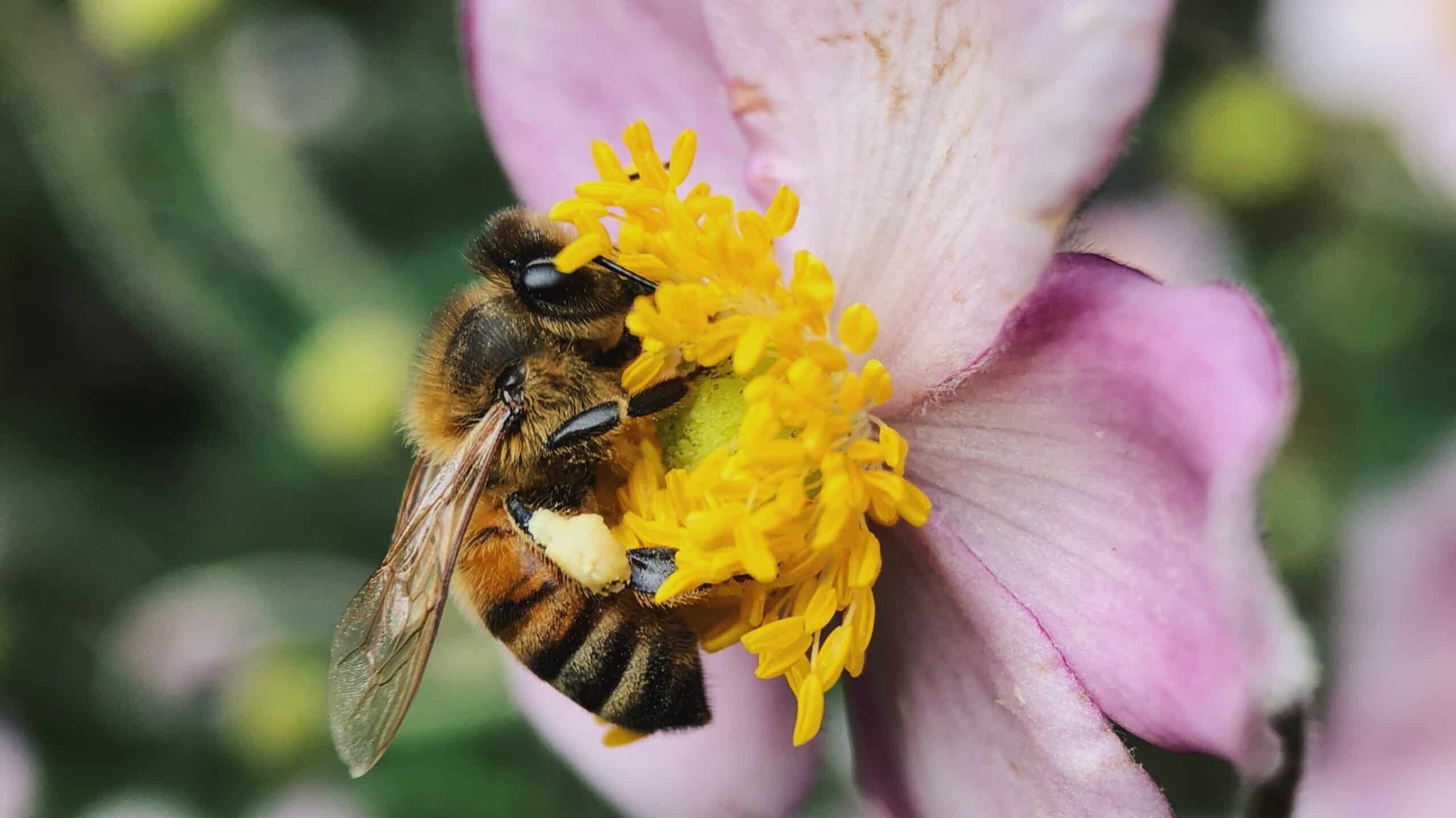 Шмель опасен для человека. Pollinator. Растения которые жалят как пчела. A Bee.