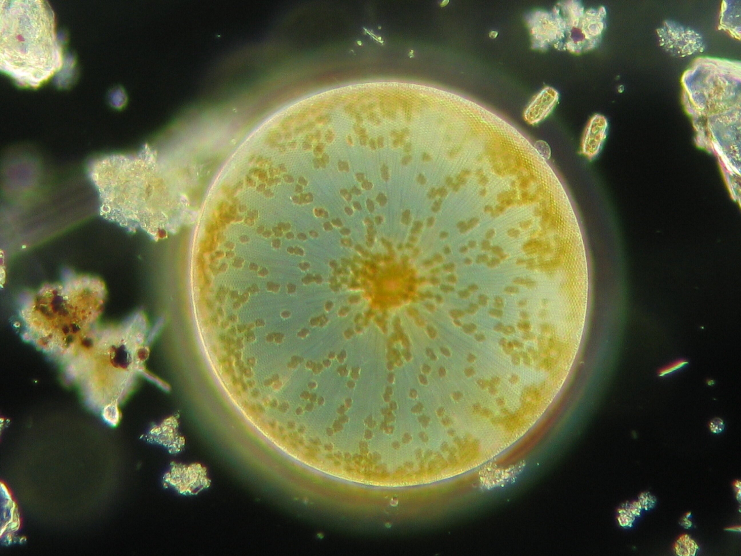 Quelle est la relation entre la physiologie du phytoplancton et le climat mondial ?