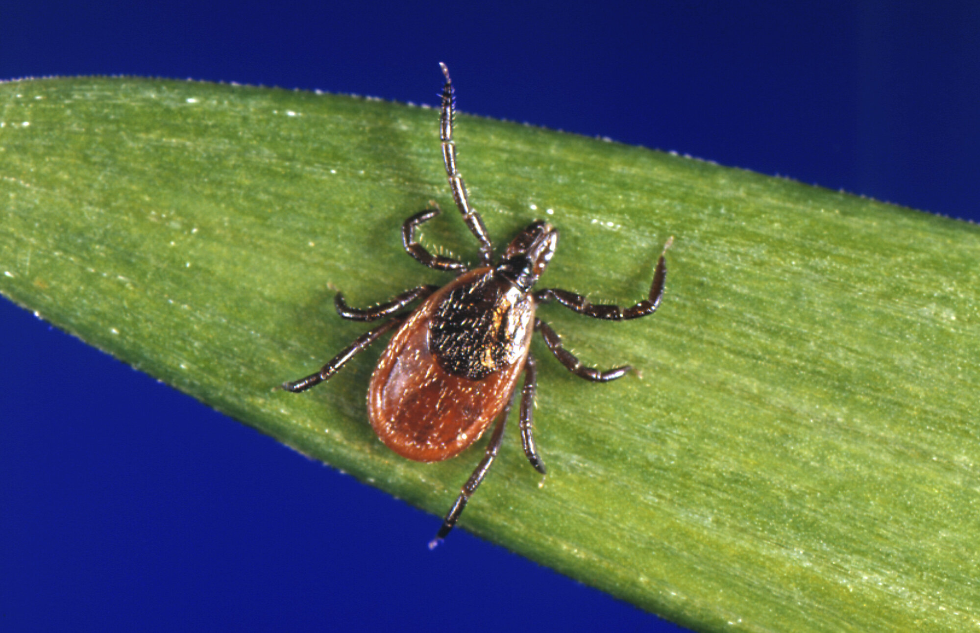 What to know about tick, Lyme season following a mild winter