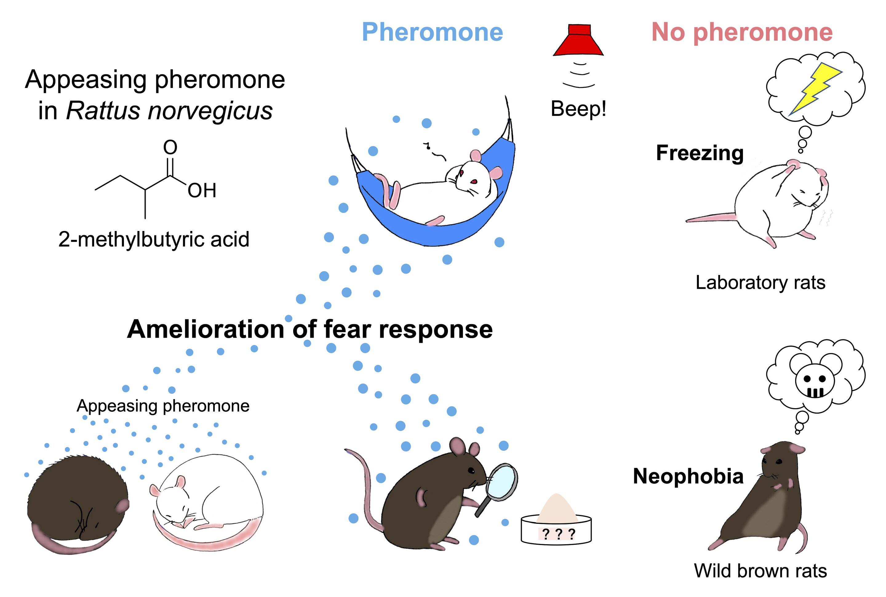 Pheromone found to put scared rats at ease could lead to humane pest ...