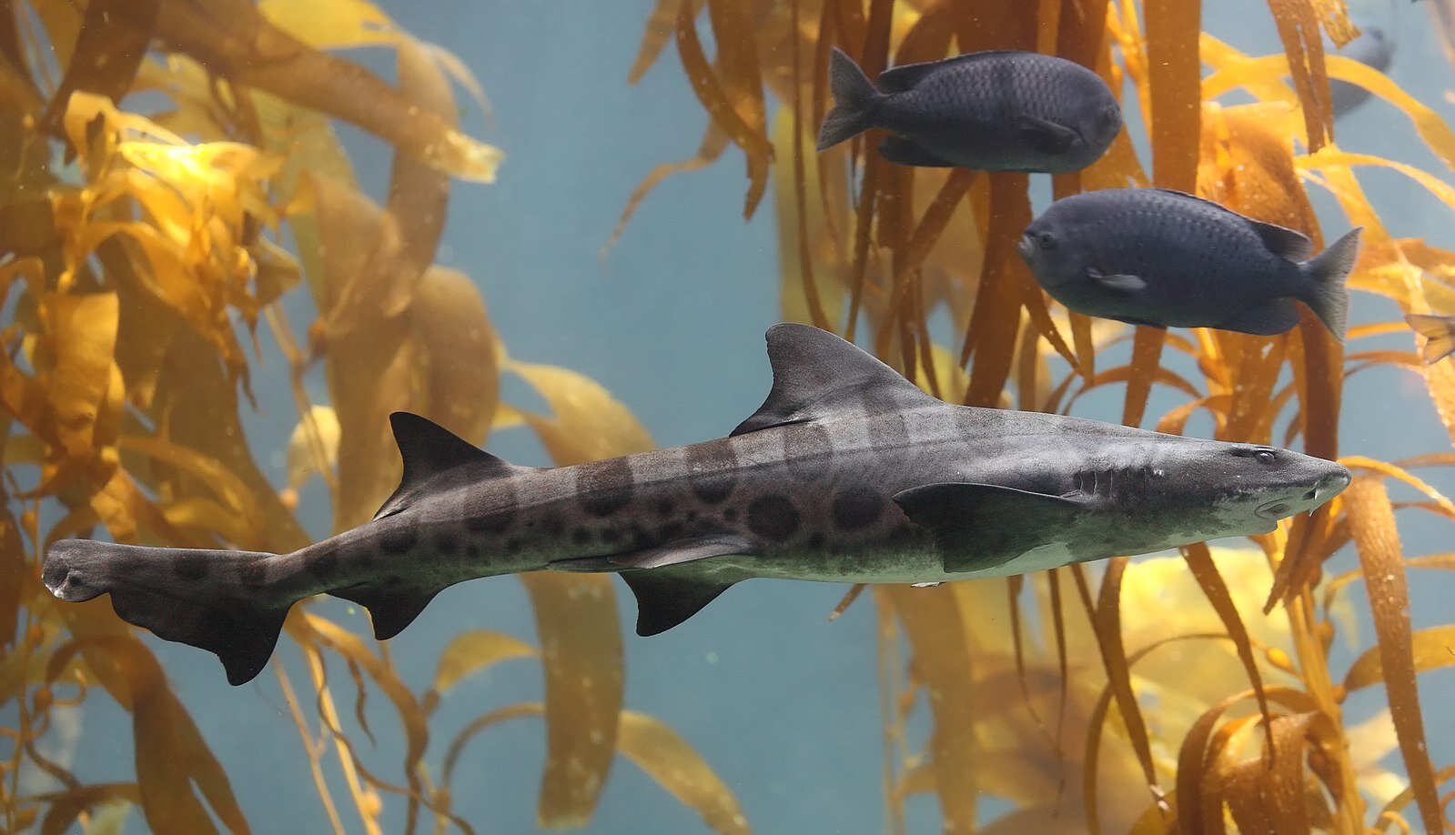 Why do leopard sharks flash their white bellies in Southern California? Student researchers are on the case