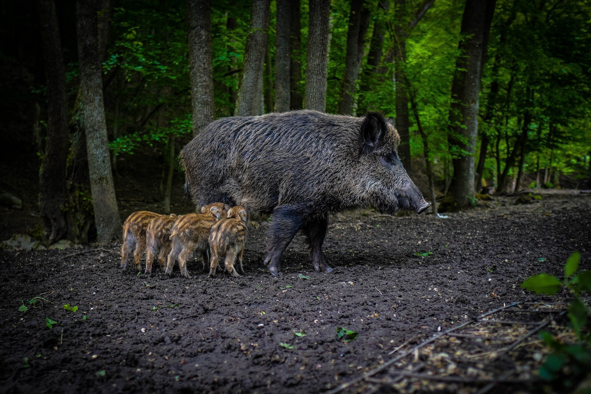 Wild boar in a Hungarian forest may be key to protecting Europe’s pig herds