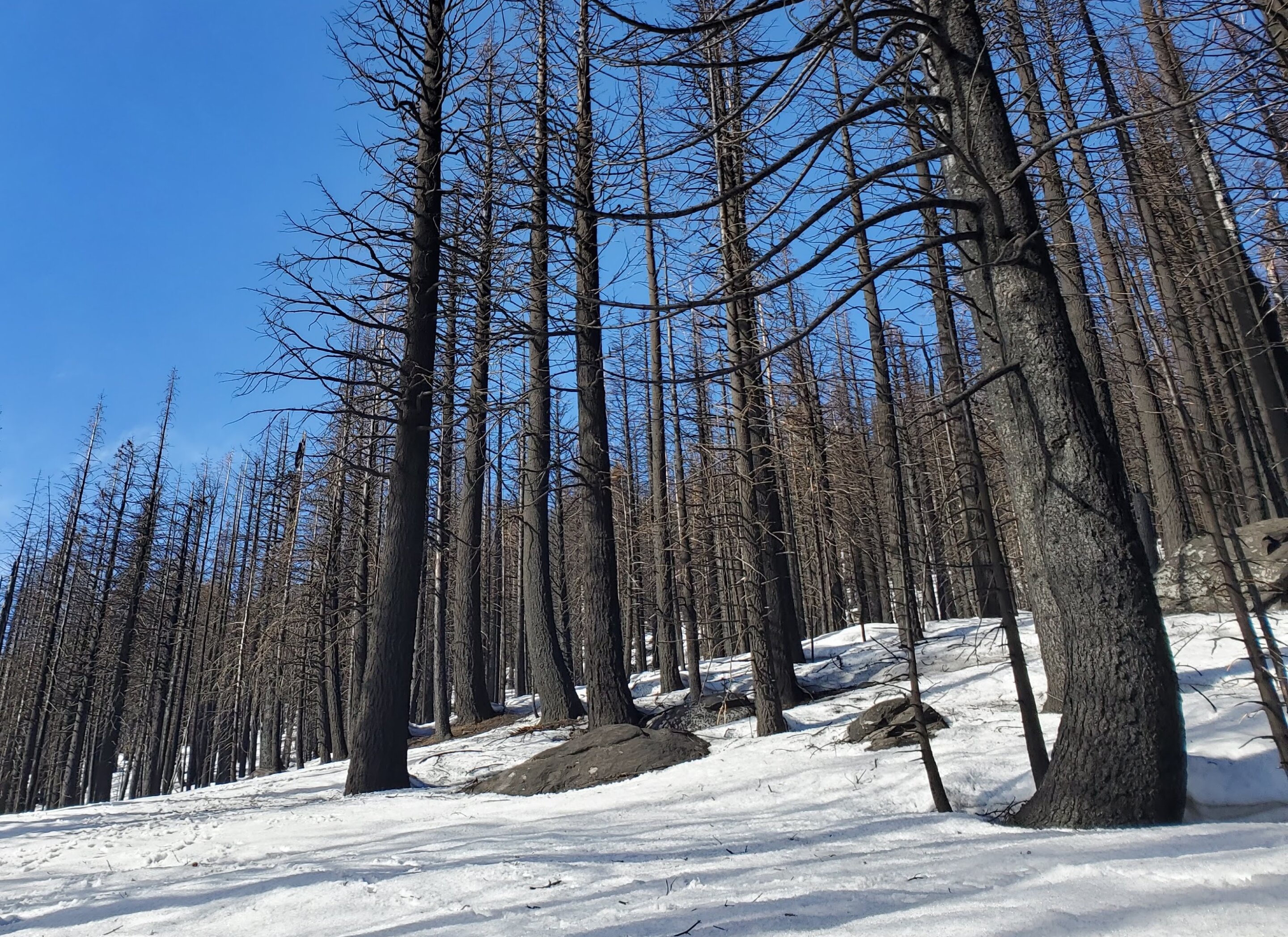 Wildfires are increasingly burning California’s snowy landscapes, colliding with winter droughts to shrink snowpack