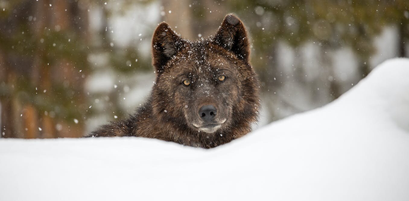 Wolf restoration in Colorado shows how humans are rethinking their  relationships with wild animals
