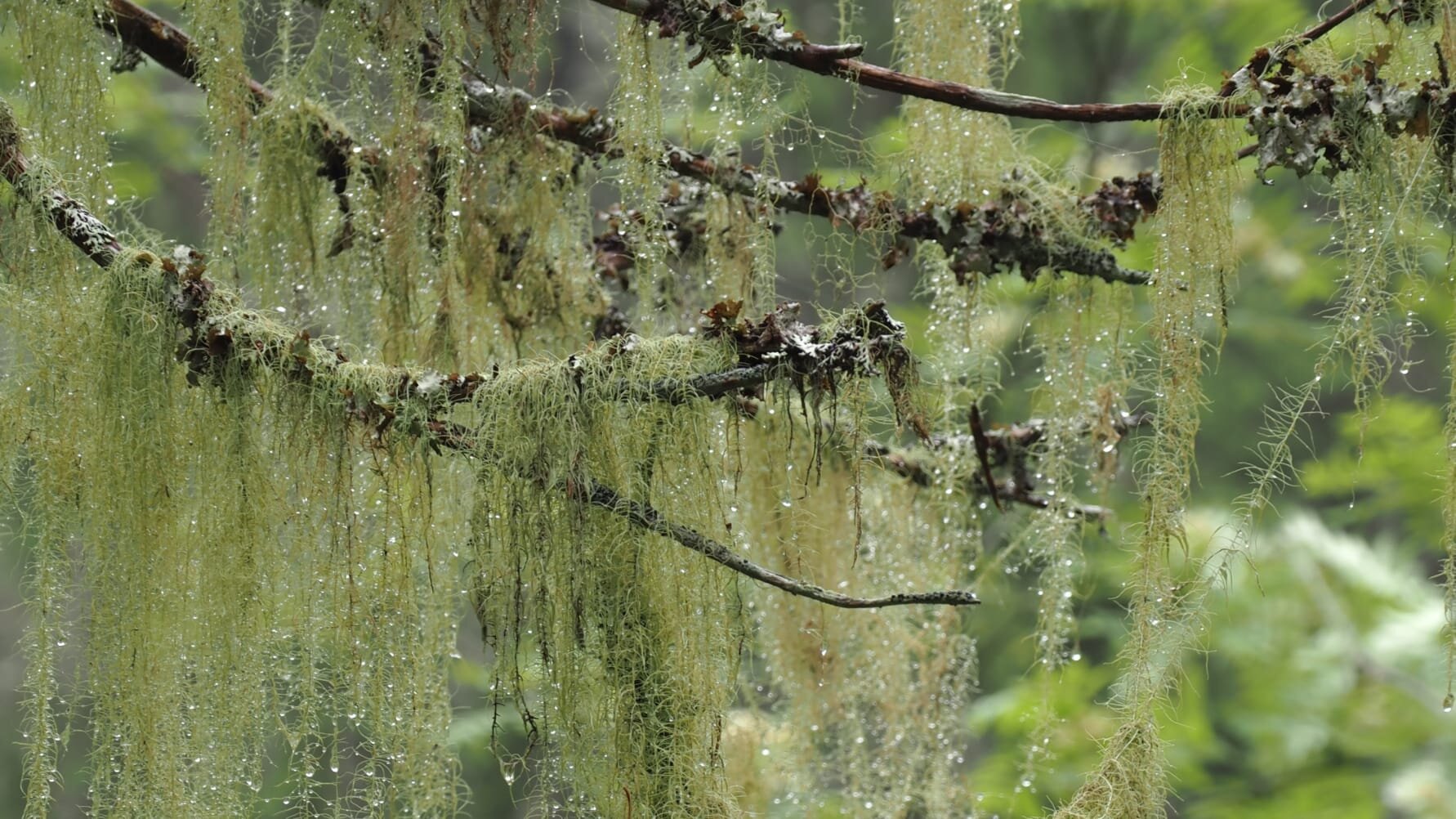 World’s longest lichen declines in a national park