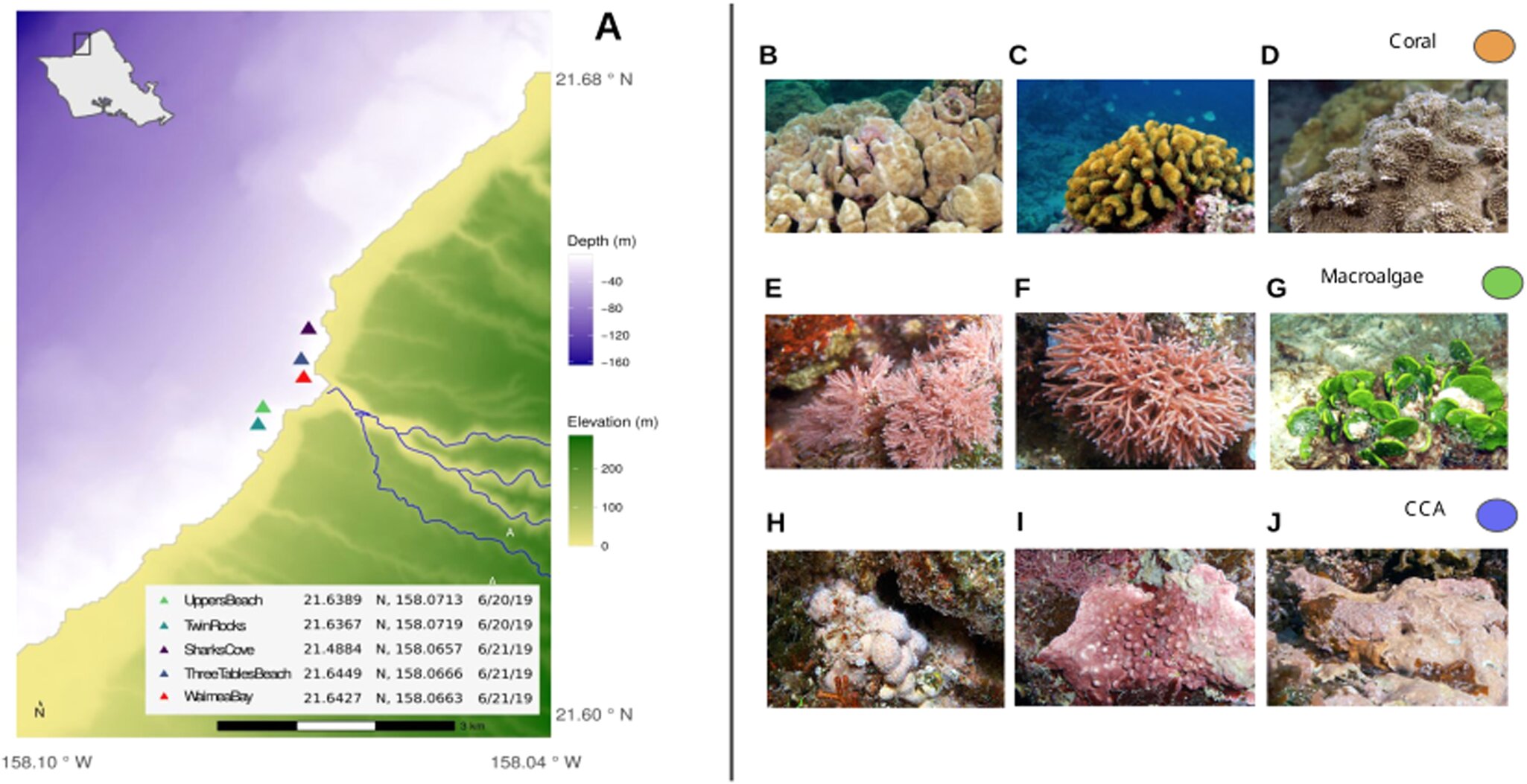 Le catalogue des microbes et métabolites des coraux ouvre la voie à la surveillance de la santé des récifs coralliens