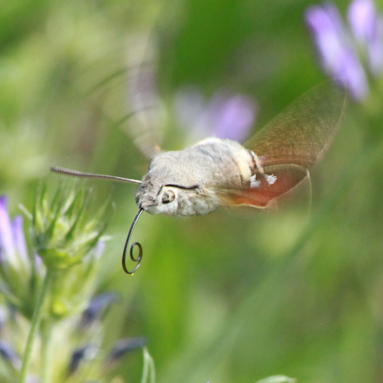 Les scientifiques étudient les informations sensorielles sur lesquelles les papillons colibris s'appuient pour contrôler leur trompe.