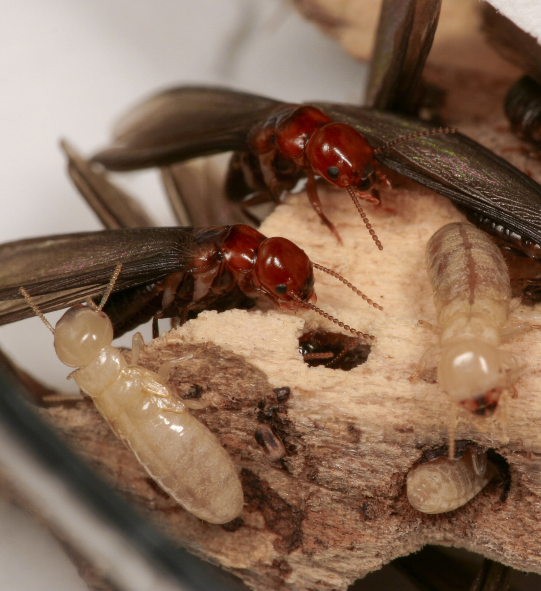 Greener, more effective termite control: Natural compound attracts wood eaters