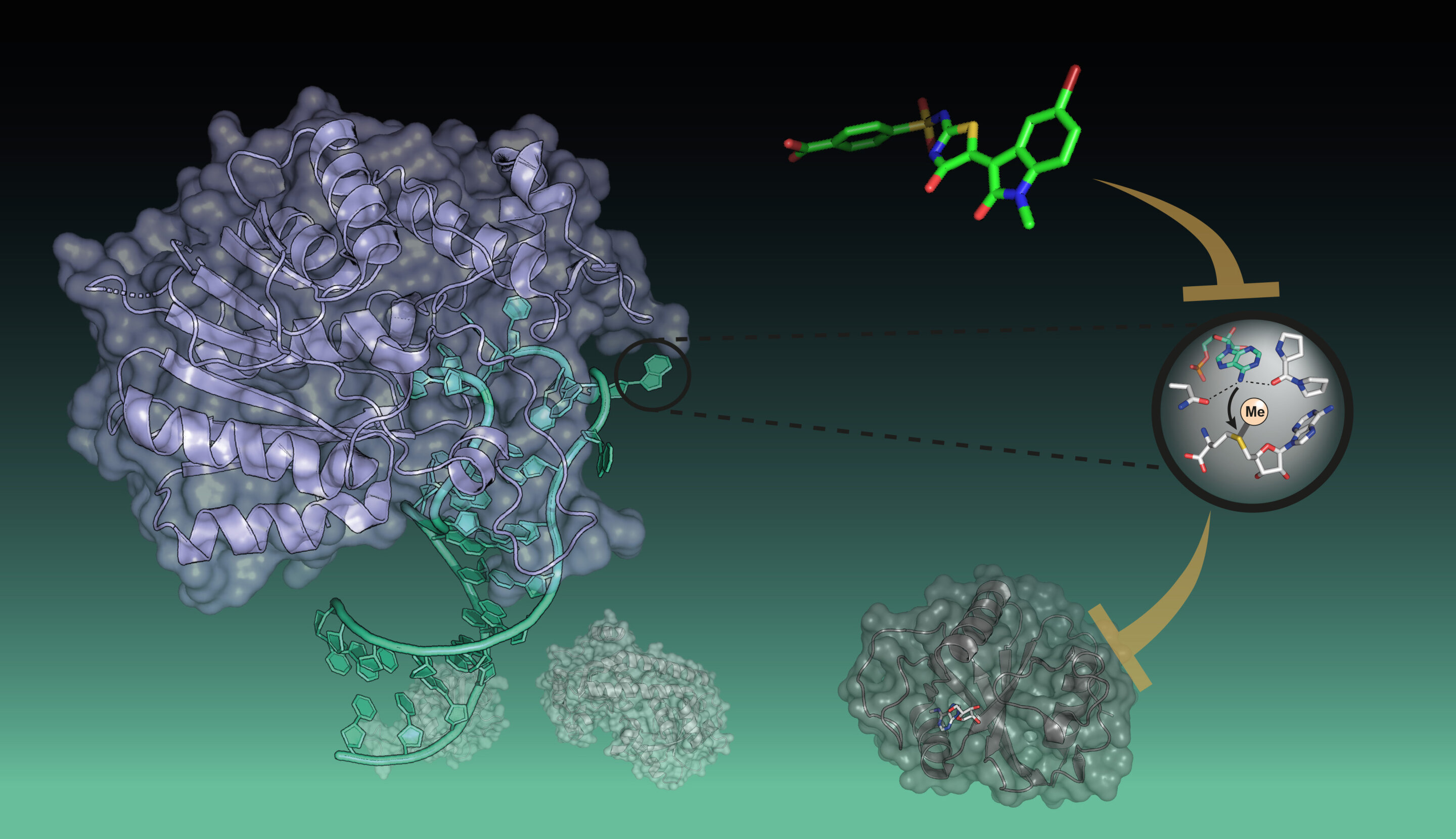 A promising target for new RNA therapeutics now accessible